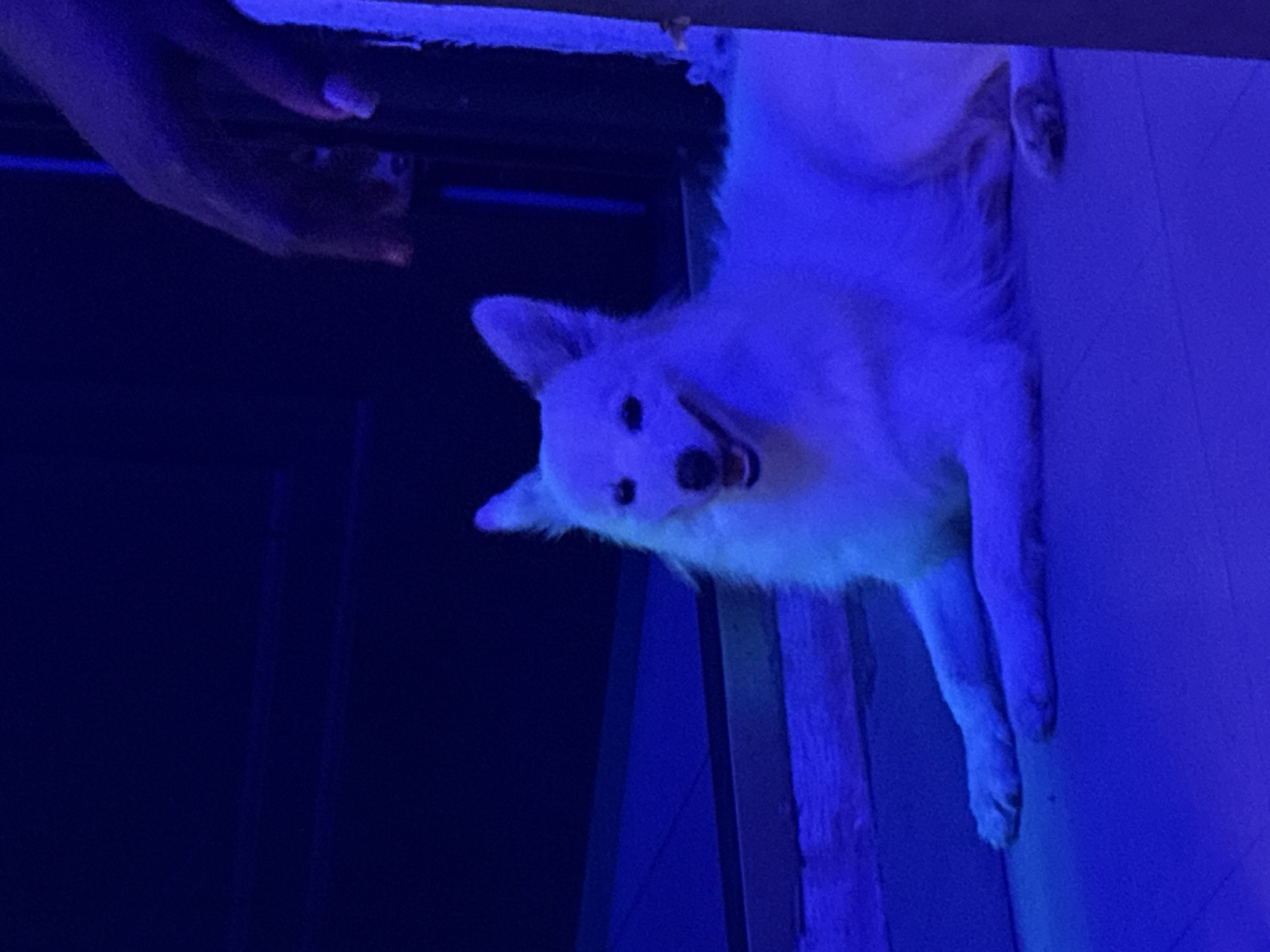 The image depicts a fluffy white dog, possibly a Japanese Spitz or similar breed, hanging upside down from a ledge or elevated surface, illuminated by bright blue light. The dog's head is tilted forward, with its mouth open and tongue visible, suggesting it might be panting or playful. Its ears are perked, and its eyes are dark and round.
A human hand, with painted fingernails, is reaching down from above towards the dog. The hand appears to be either about to touch the dog or offering something to it. The background is dark, with some vertical lines suggesting a doorway or opening. The overall scene is mysterious and somewhat surreal due to the intense blue lighting, which casts a cool, ethereal glow on the dog and the surrounding surfaces. The blue light might indicate a nighttime setting or a deliberate artistic choice to create a specific mood. The image appears to be taken indoors, perhaps in a dimly lit room or a studio setting. The texture of the dog's fur is soft and voluminous, contrasting with the smooth surfaces around it. The scene evokes curiosity and a sense of playful interaction between the person and the animal.