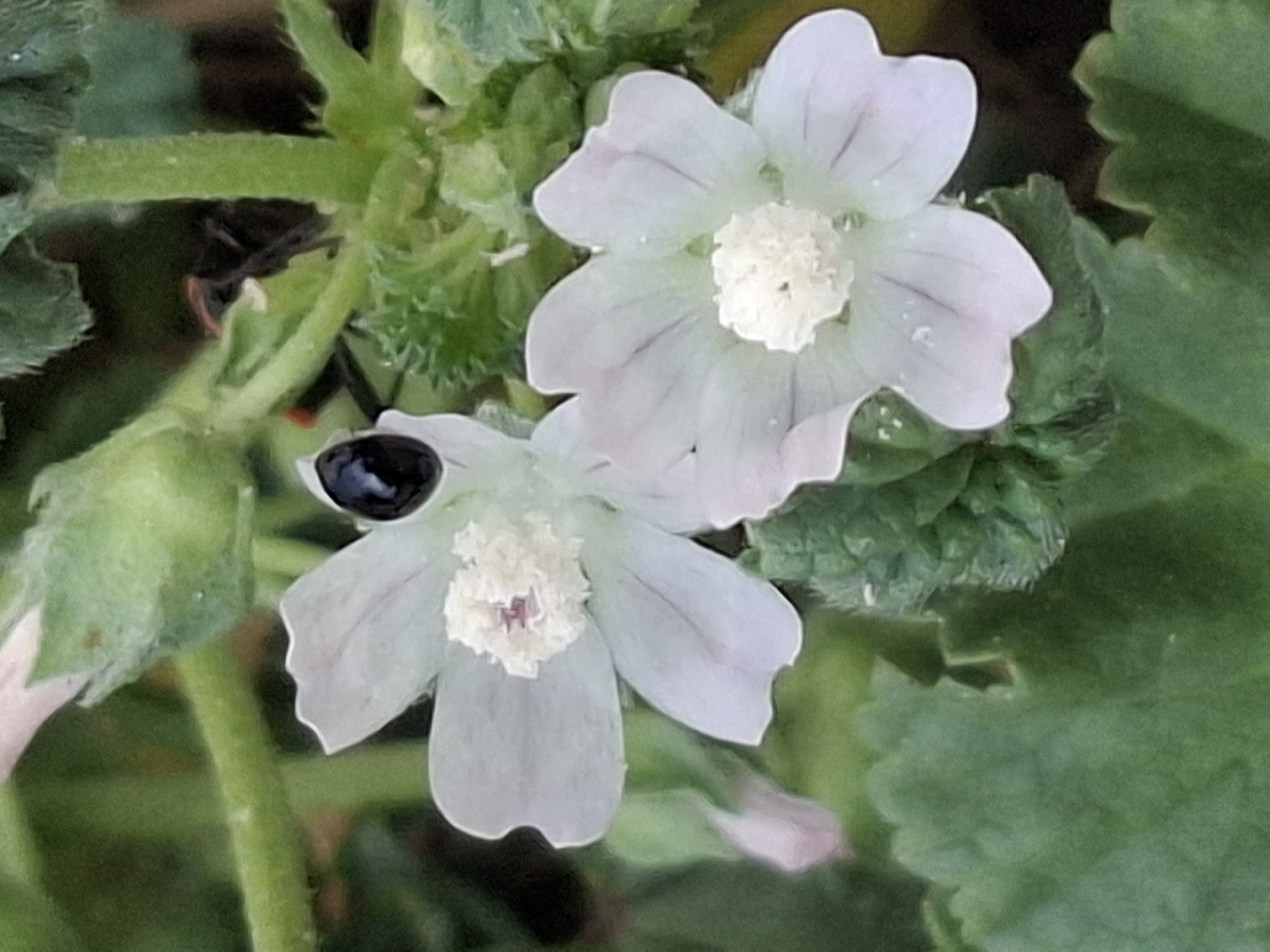 A close-up, eye-level shot features two delicate, pale white flowers with visible veins. A small, shiny black insect is perched on the center of the flower on the left. The flowers are surrounded by green foliage, with one large, textured green leaf dominating the lower left portion of the frame. The background is a soft blur of green and brown, suggesting an outdoor, natural setting.
