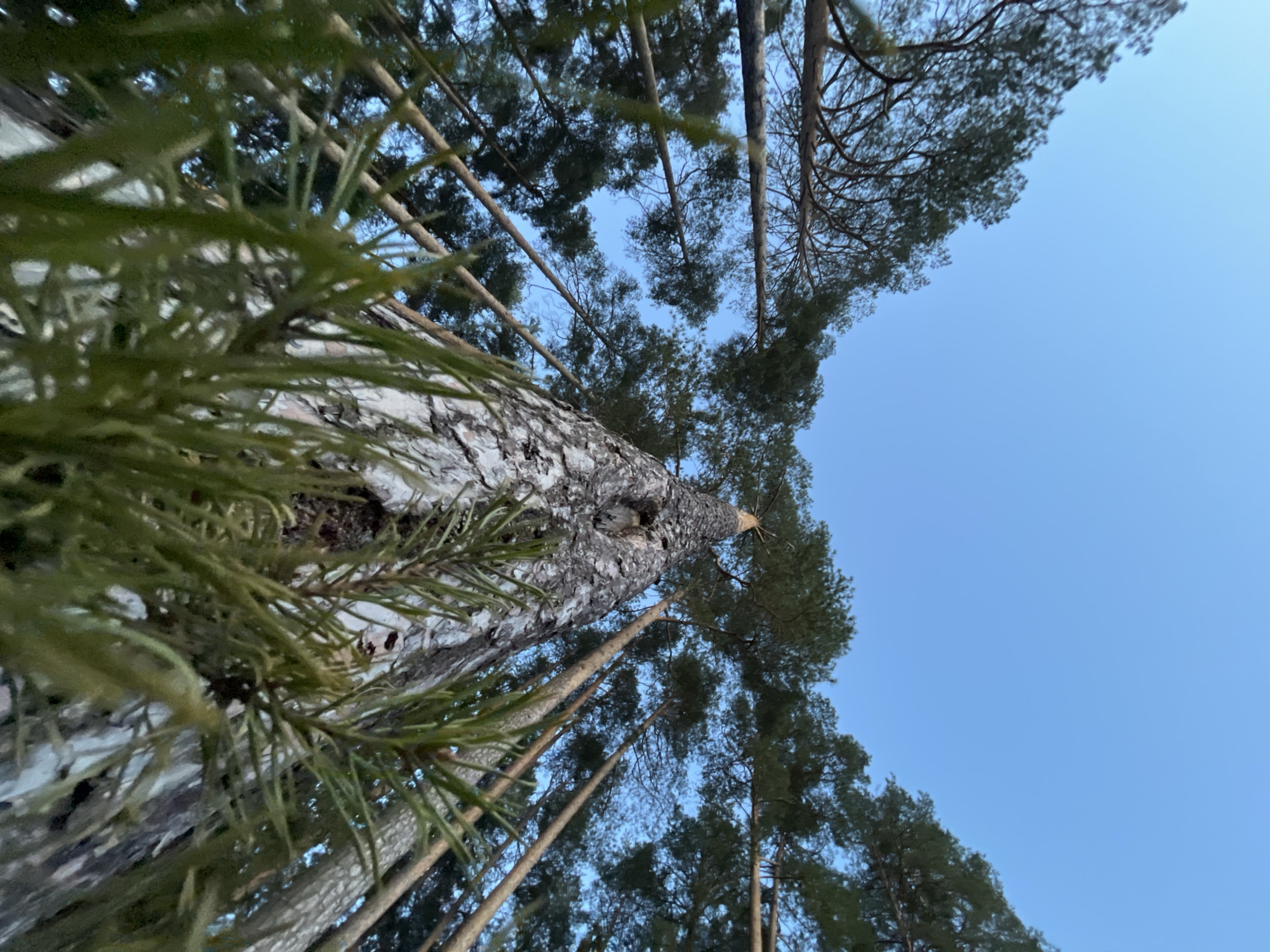 The image presents a worm's-eye view looking straight up into a coniferous forest in Chaikovsky, Russia. A prominent pine tree trunk dominates the left and center foreground, showcasing its textured, grayish-brown bark. Green pine needles, blurred due to their extreme proximity to the camera, extend across the left side of the frame, partially obscuring the view of the trunk and sky.
Beyond the immediate foreground, numerous other tall pine trees with dark green crowns are visible, their slender trunks reaching skyward. The overall impression is of a dense forest. The sky above is a clear, bright blue, without any clouds, indicating a sunny day, likely late morning or early afternoon. There are no people, animals, or man-made objects visible within the frame, nor is there any discernible text. The perspective emphasizes the impressive height and natural grandeur of the pine trees, creating a serene and expansive natural scene.