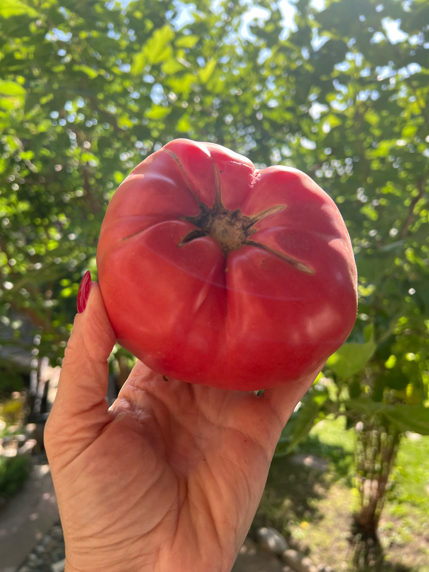 A close-up, vertical, outdoor shot captures a person's hand holding a large, red, heirloom tomato. The hand, which appears to be a woman's with red nail polish, gently cradles the plump fruit. The tomato is the central focus, showcasing its ribbed texture and a slight indentation at its stem. Behind the tomato and hand, a blurred background of lush green foliage and dappled sunlight suggests a garden or natural outdoor setting. The scene is consistent with a rural or suburban environment.