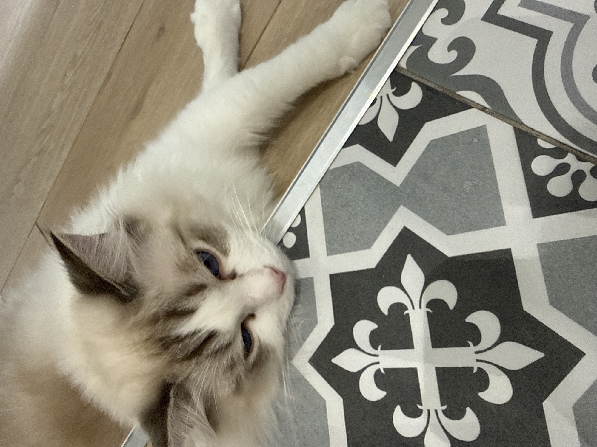 A ragdoll cat lies with its head on patterned black and white floor tiles, its front paws extended onto a wood-look floor. The photograph is taken at a close-up angle.
