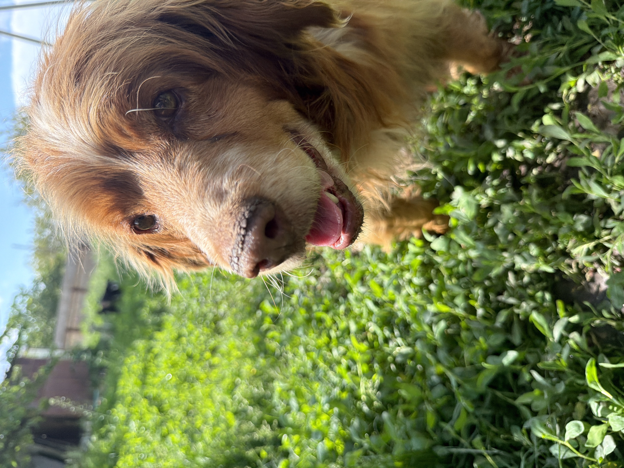 The image depicts a close-up view of a light brown dog with its tongue partially visible, seemingly outdoors in a grassy area. The background shows green vegetation. There are no people visible in the image, but a glimpse of a structure and vegetation indicates the possible location of Leningradskaya, Russia. No interaction details can be discerned, beyond the dog possibly posing for the picture.