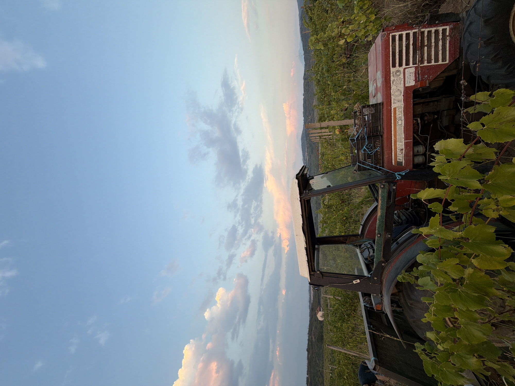 An abandoned red tractor is parked in a vineyard under a pale blue sky with scattered pink and white clouds, likely at dusk. The tractor, weathered and partially overgrown with vines, shows signs of disuse. The vineyard stretches out behind it, with rows of grapevines visible, leading to a distant landscape of rolling hills. In the far distance, a small, white house can be seen nestled amongst the greenery. The scene is set in the rural outskirts of Razhdak, Bulgaria.