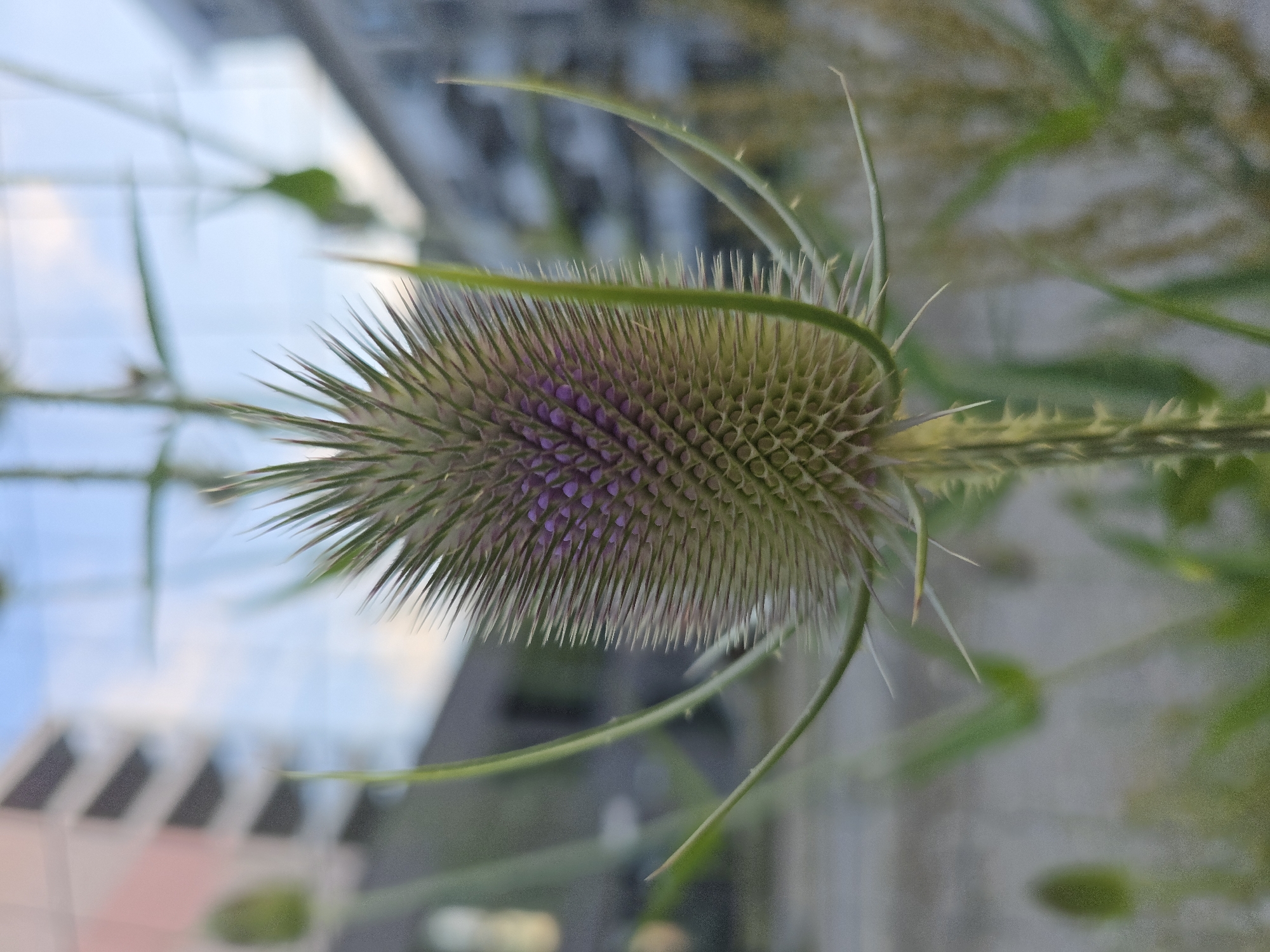 An extreme close-up shot focuses on the spiky, cone-shaped head of a wild teasel plant. The teasel head is predominantly green with a band of purple florets in the center. Surrounding the head are long, thin, green bracts that extend outwards. The background is blurred, showing hints of urban buildings with pastel-colored facades and windows. The sky is visible above, a light blue with some clouds. The overall impression is of nature's presence within an urban environment. The location is identified as the Westpark in Munich, Germany, specifically near the planetarium.