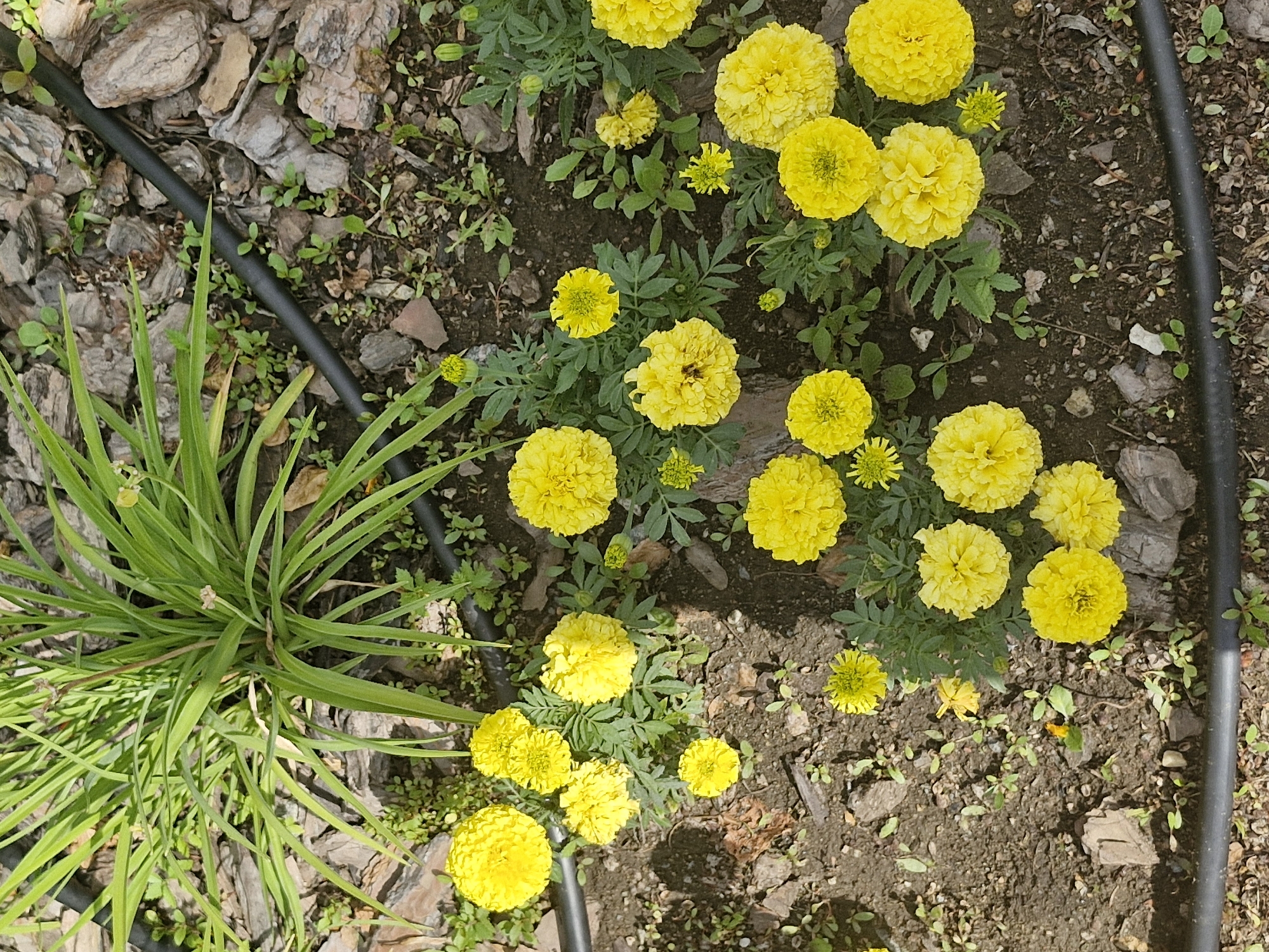 The image shows a cluster of bright yellow marigold flowers blooming in the soil. The flowers are in various stages of bloom, with some fully open and others still budding. The marigolds are surrounded by green foliage and are interspersed with pieces of bark and small pebbles. A black irrigation tube runs along the top and bottom of the image, indicating an outdoor garden setting. The scene is well-lit, suggesting it was captured on a sunny day. The environment appears to be a well-maintained garden, possibly in a residential area or park in Kokshetau, Kazakhstan, as the plants and landscaping are typical of the region. There are no people visible in the image, and no specific actions or interactions are depicted.