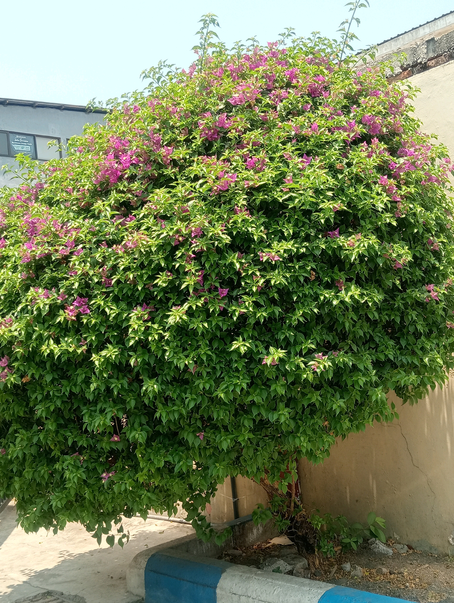 A mature Bougainvillea tree with dense green foliage and numerous small pink to magenta bracts is the central subject of this image, which is set in Plosojenar, Indonesia. The tree is massive and rounded, with its canopy extending upwards and outwards. The leaves are ovate and pointed, with a slightly waxy texture. The flowers, which are actually modified leaves called bracts, are arranged in clusters and provide vibrant pops of color against the green.
The tree is positioned in front of a rough, textured, light brown wall, likely part of a building. To the left of the tree, a portion of a grey building with a horizontal roofline is visible. A rectangular sign is affixed to the grey building, displaying text in a dark color against a white background. The ground in front of the tree is paved with concrete, showing some discoloration and debris. A low concrete barrier, painted with blue and white stripes, runs along the bottom edge of the image. The sky above is a clear, pale blue, indicating a bright, sunny day. No people are visible in the frame. The scene appears to be an outdoor area in a semi-urban or residential setting.