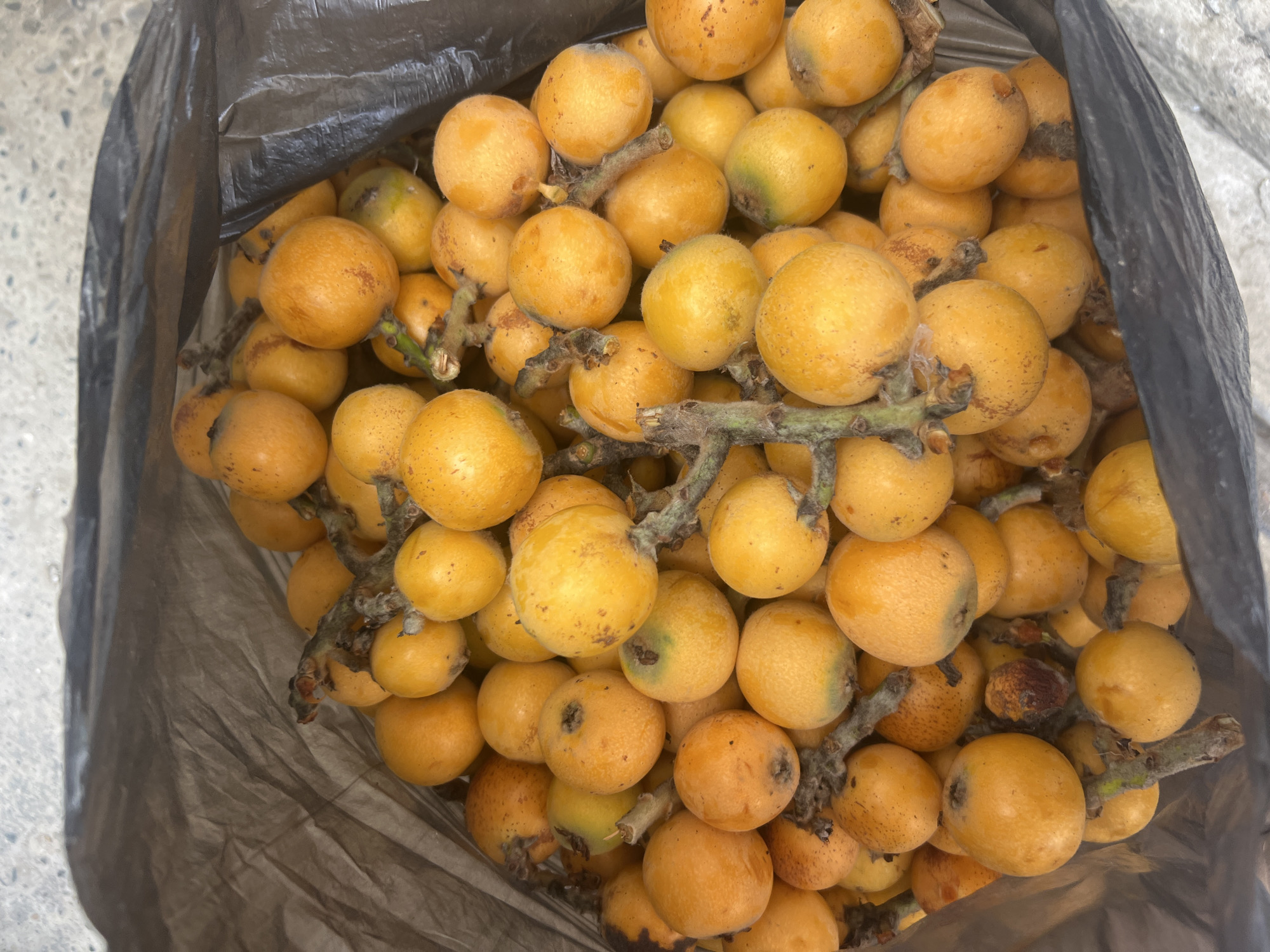 A close-up, overhead shot shows a large pile of ripe loquats inside a dark, crinkled plastic bag. The loquats are a vibrant orange-yellow color, with some showing slight brown spotting. They are clustered together on small, woody stems. The background is mostly out of focus, but appears to be a light-colored, textured surface, possibly concrete. The lighting is natural and even, highlighting the texture and color of the fruit. There are no people or animals visible in the image.