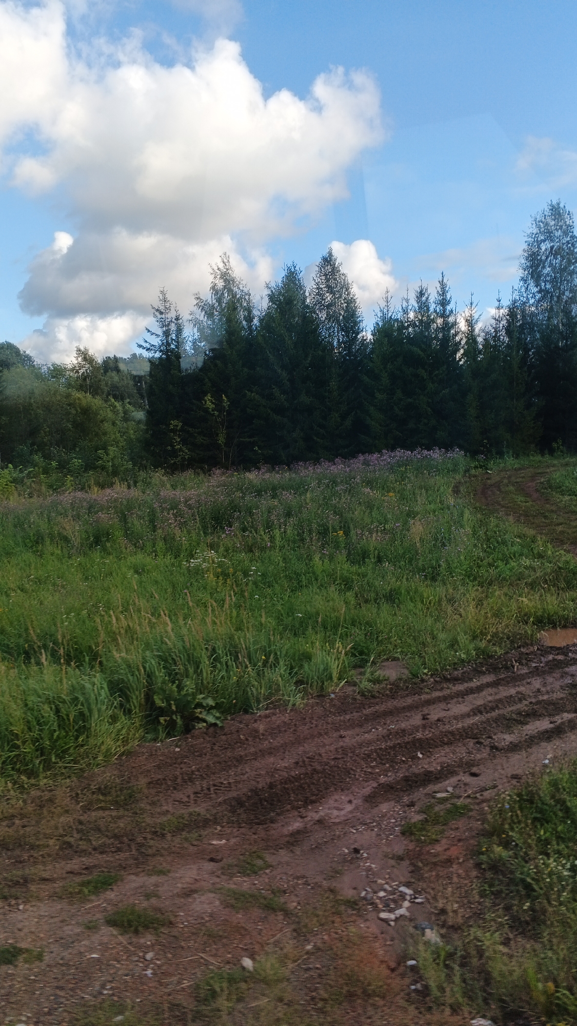 The image captures a rural landscape, likely in the vicinity of Kechevo, Russia, under a bright blue sky dotted with fluffy white clouds. In the foreground, a dirt track with visible tire treads winds its way through the scene, suggesting recent vehicular activity. To the left of the track, a field of tall green grass and wildflowers stretches towards a dense line of dark green coniferous trees. Behind the trees, the terrain appears to rise, with more sparse vegetation and distant trees visible against the sky. The overall impression is one of a natural, somewhat untamed environment on a clear day. There are no people or animals present in the image.