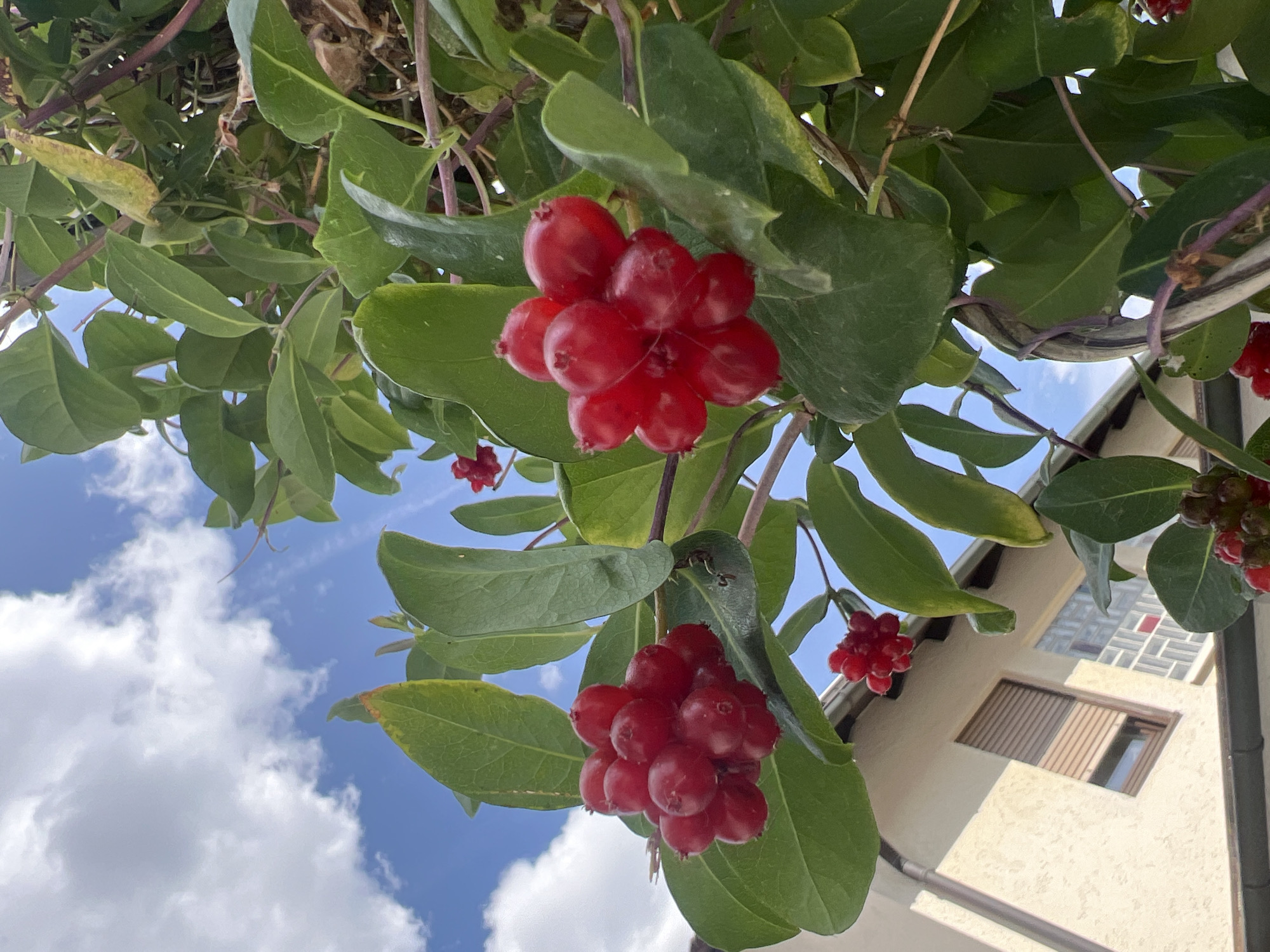 The image captures a close-up view of red berries on a vine against a backdrop of a blue sky with white clouds. The vine has green leaves, some of which show slight yellowing. In the lower left portion of the image, a building with cream-colored siding, a window with a brown blind, and a small window with a view of an interior are visible. The scene appears to be outdoors, possibly in a residential area. The exact location in Freising, Germany is not discernible from the image alone.