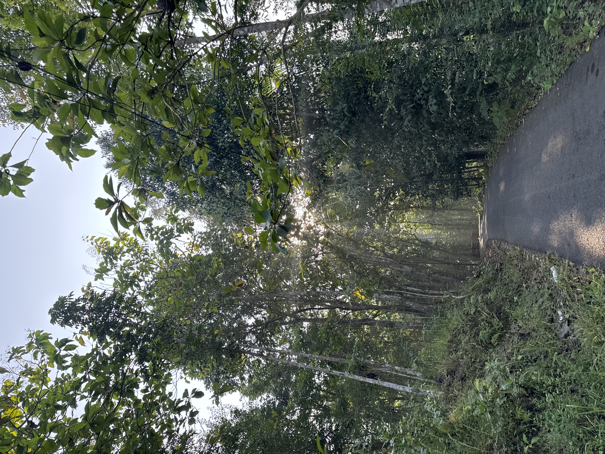 The image depicts a paved road winding through a lush, dense forest. Sunlight filters through the thick canopy of trees, casting dappled shadows on the road and creating shafts of light. The road appears to be a local thoroughfare, with no visible traffic or pedestrians. The foliage is predominantly green, with a mix of broadleaf trees and smaller undergrowth. The terrain slopes upwards on the left side of the road, covered in dense vegetation. The overall atmosphere is serene and natural, suggesting a remote or rural location. The image's metadata does not contain information regarding its specific location within Alian, Indonesia.