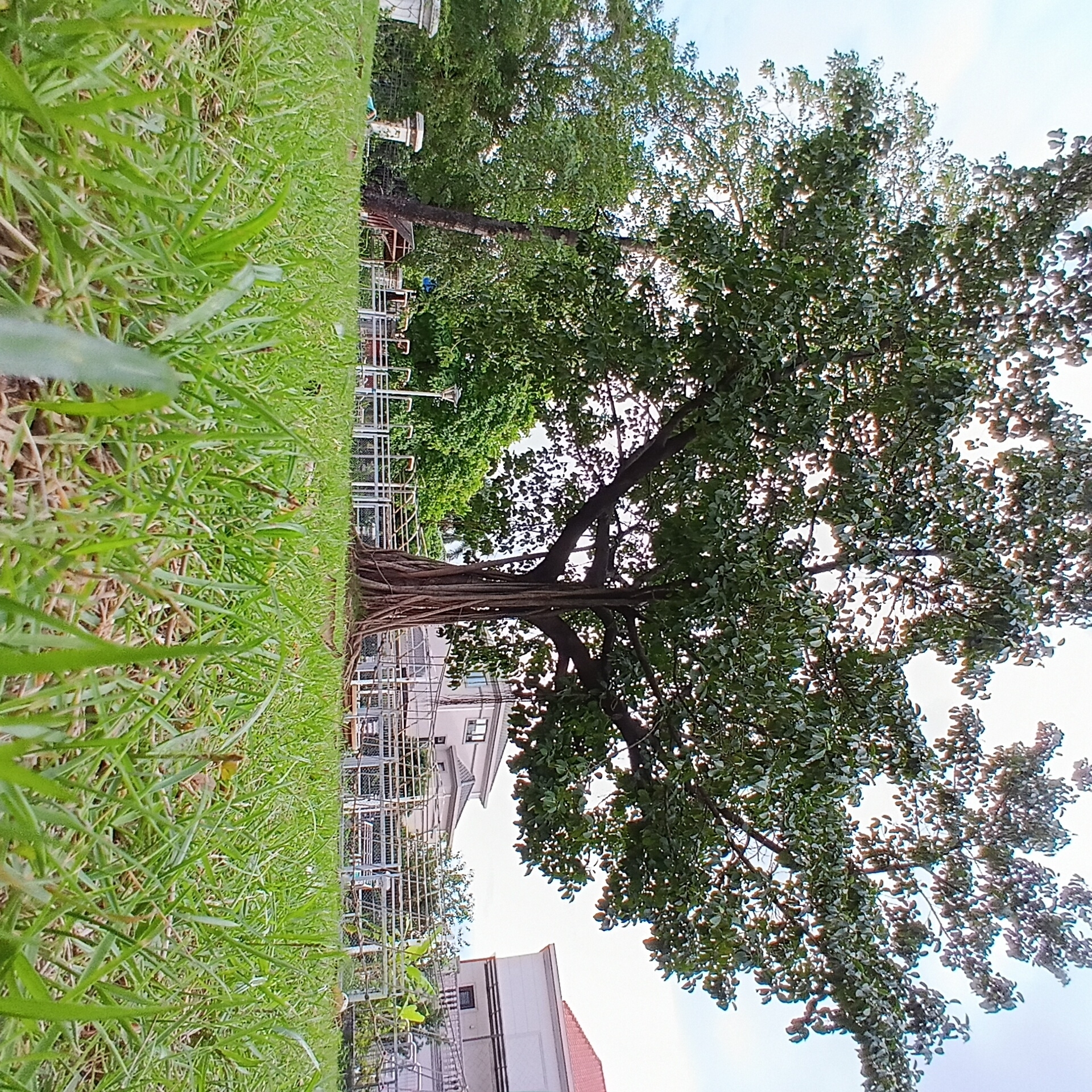 This image presents an outdoor scene depicting a verdant landscape within an urban setting, characteristic of Shunde District, China. The foreground is dominated by lush, vibrant green grass, detailed with individual blades, creating a textured surface.
A large, mature tree stands as a central subject in the midground. Its expansive canopy is densely covered with bright green leaves, through which sunlight filters, creating shimmering highlights. The tree exhibits a prominent root system, likely an aerial banyan type, with thick, intertwining roots visible above the ground around its trunk.
Behind the grassy area and extending horizontally across the midground, there are multiple light-colored metal structures, possibly fences, trellises, or scaffolding, with some small plants growing on them. Beyond these structures, several buildings are visible in the background. One building features light-colored walls and a distinct red-tiled roof, while other multi-story buildings with pale facades are partially obscured by the tree and structures. A black lamppost with a light fixture is also visible behind the metal fencing. Further in the background on the left, a small, white decorative pillar or pedestal is discernible amidst greenery, alongside a smaller, darker structure.
The upper right portion of the image reveals a bright, clear sky, indicating daytime, likely late morning or early afternoon, with fine weather conditions. No people are visible, and no specific activities or events are taking place, contributing to a serene and still atmosphere. There is no visible text within the image.