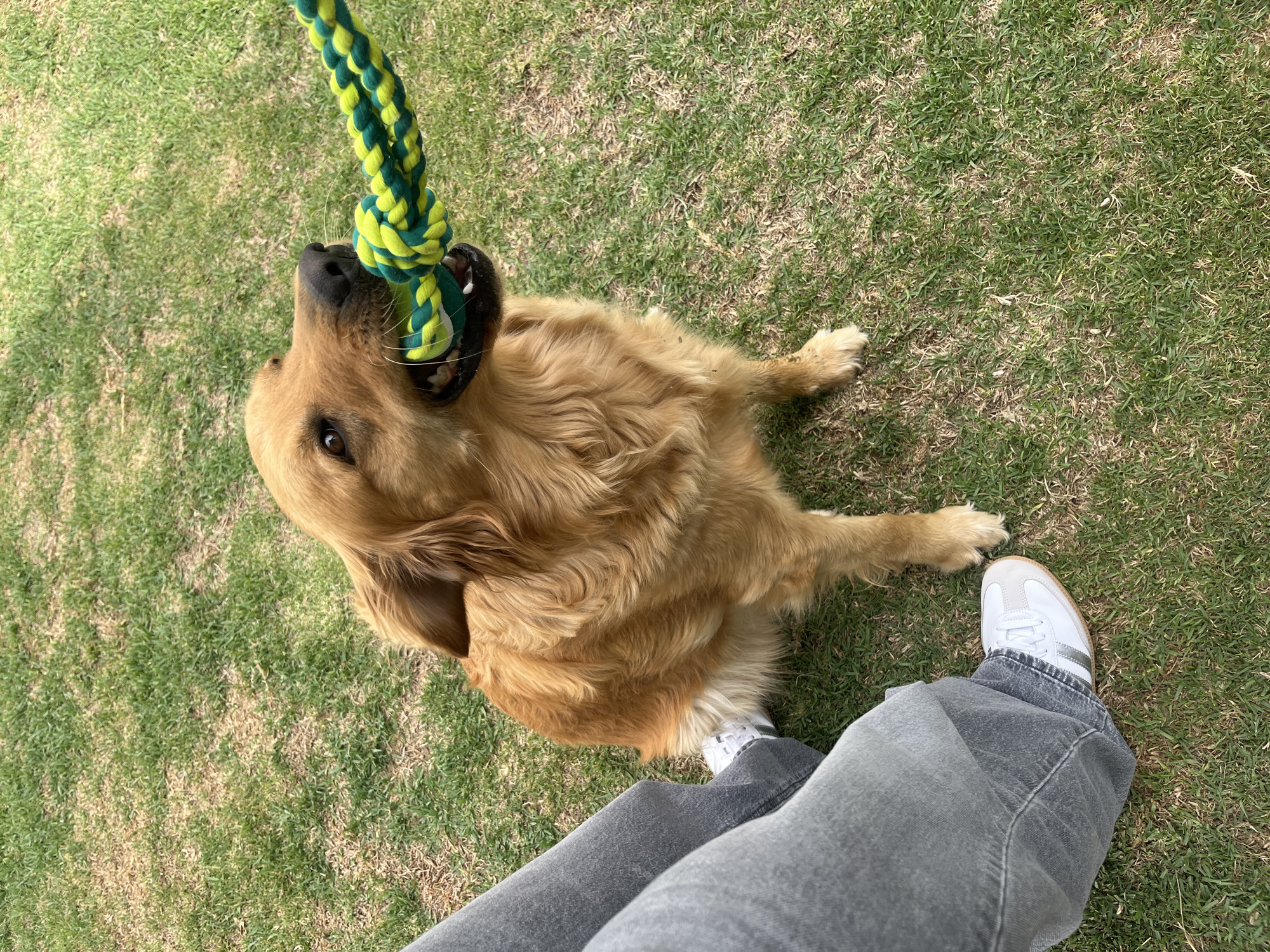 A golden retriever is laying on grass in Barrio de Nuevo León, Mexico, looking up and holding a knotted green and yellow rope toy in its mouth. A person's leg, clad in gray jeans and a white and gray sneaker, is visible in the lower right corner of the frame. The environment consists of green grass.