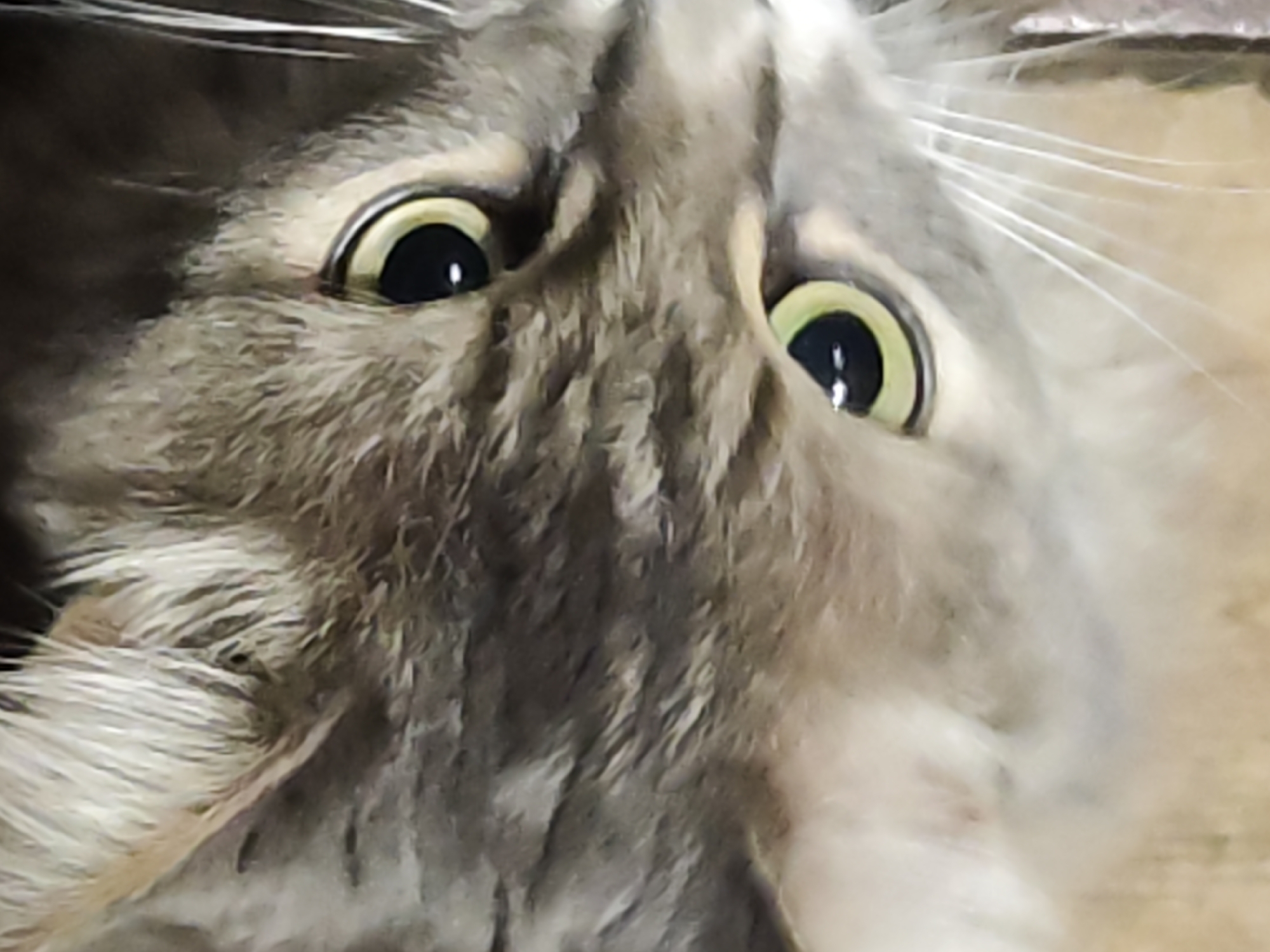 The image depicts a close-up of a cat's face, oriented upside down. The cat has gray and brown fur. Its eyes are large and round, with yellow-green irises and black pupils. White whiskers extend from its face. The background is blurry and indistinct. The location is not discernible from the image and could not be verified.