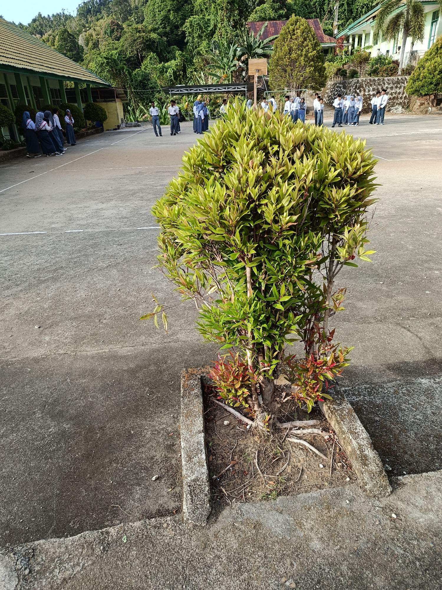 In Mansalean, Indonesia, a schoolyard scene unfolds on a concrete surface marked with white lines. In the foreground, a small, leafy tree with reddish-green new growth is planted in a concrete planter. In the background, a group of students in school uniforms are gathered. Some students stand in line near a building, while others are dispersed across the yard. The school building, with its green trim and tiled roof, is visible on the left. Beyond the school, a dense, green hillside rises, covered in trees. The environment suggests an outdoor educational setting in a tropical or subtropical region.