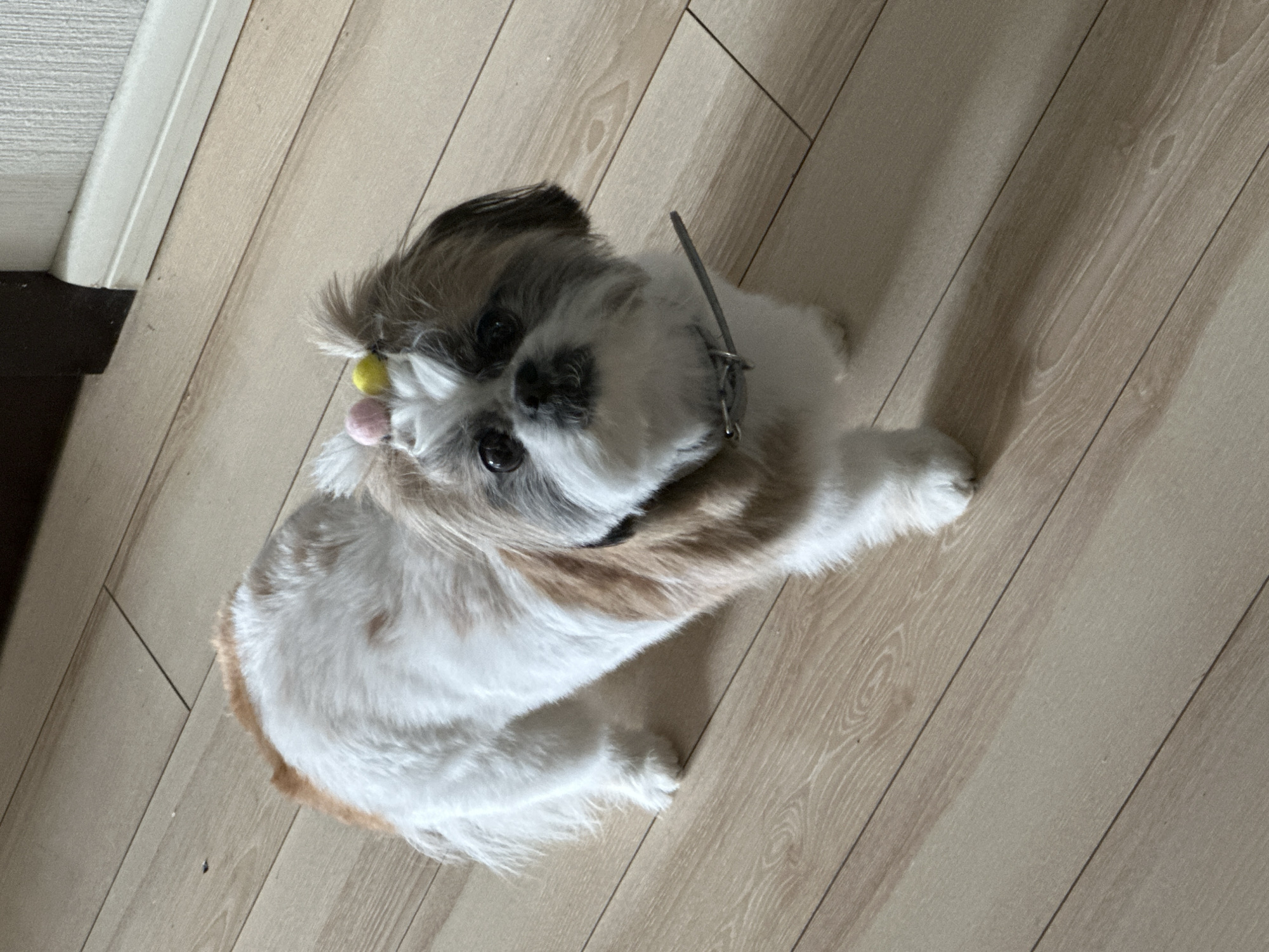 A medium shot shows a small, tan and white Shih Tzu dog lying on a light-colored wood laminate floor. The dog has a yellow and pink decorative accessory attached to the fur above its left eye. The dog is wearing a silver metal collar and looking up into the camera. The flooring appears to be inside a home, likely in Tbilisi, Georgia. There are no other people or objects fully visible in the scene.