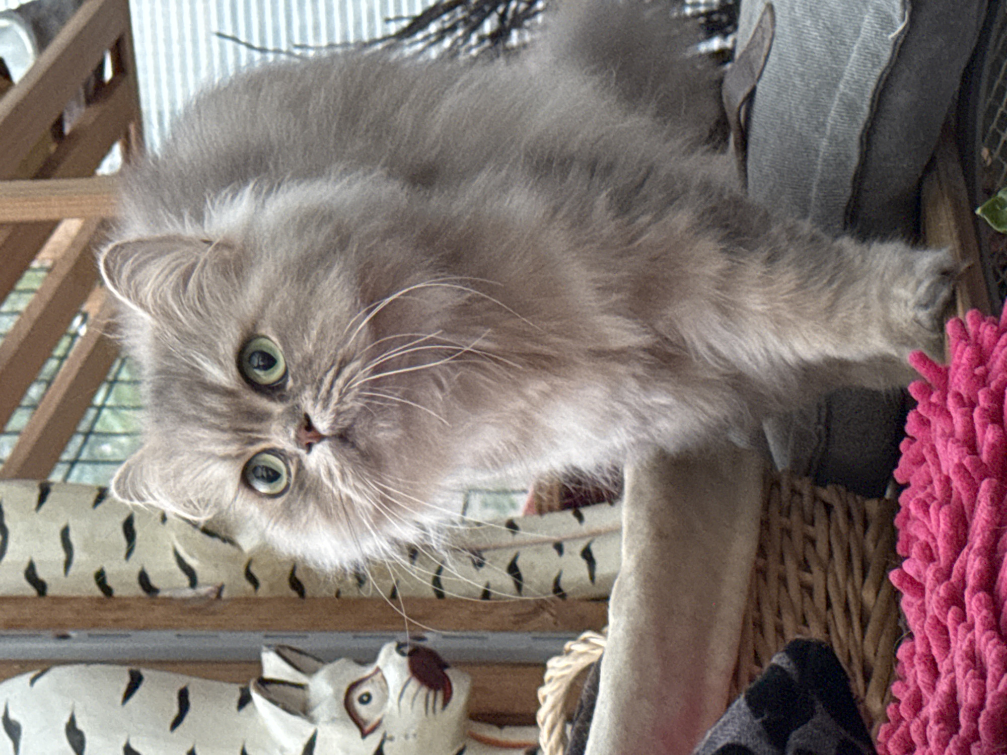 A light-gray, fluffy Persian cat with bright green eyes is positioned in an elevated location, possibly a cat tree or perch. The cat is oriented at a slight angle, looking down and to the left. Below the cat, there is a decorative object resembling a white tiger or cat with black markings. The cat is adjacent to a woven basket and a bright pink, shaggy object. The background includes a wooden structure and vertical, light-colored slats that may be part of a window covering or barrier. The specific location is unknown.