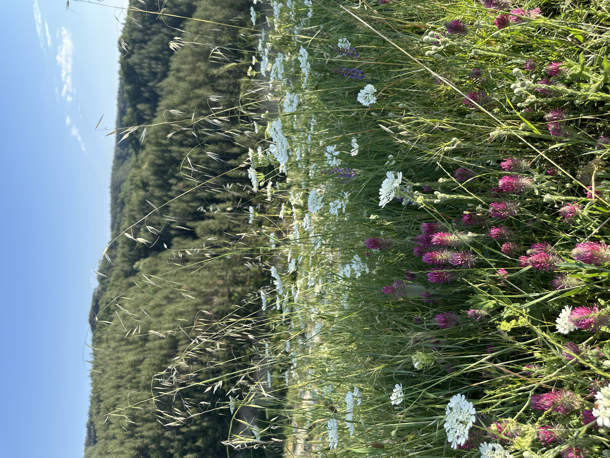 This image presents a detailed view of a natural landscape in the city of Stob, Bulgaria. The foreground is occupied by a dense field of wild flora, primarily composed of tall green grasses and a variety of blooming wildflowers. Numerous clusters of small white flowers with flat-topped umbels, consistent with species like Queen Anne's Lace, are distributed throughout this area. Patches of vibrant magenta-pink, cone-shaped flowers, identifiable as Crimson Clover, are concentrated in the lower portions of the frame. A few slender stalks bearing small purple flowers are also visible among the white blossoms. Tall, slender blades of grass, some topped with light-colored seed heads, rise prominently, with their upper sections illuminated by direct sunlight, creating subtle highlights and a shallow depth of field. The background features a dense forest covering a gently sloping hillside, composed predominantly of evergreen trees. The upper section of the image shows a clear, bright blue sky with no visible clouds. The lighting suggests either early morning or late afternoon sun, casting a warm glow on the vegetation. No human figures, animals, or man-made structures are present within the captured scene.