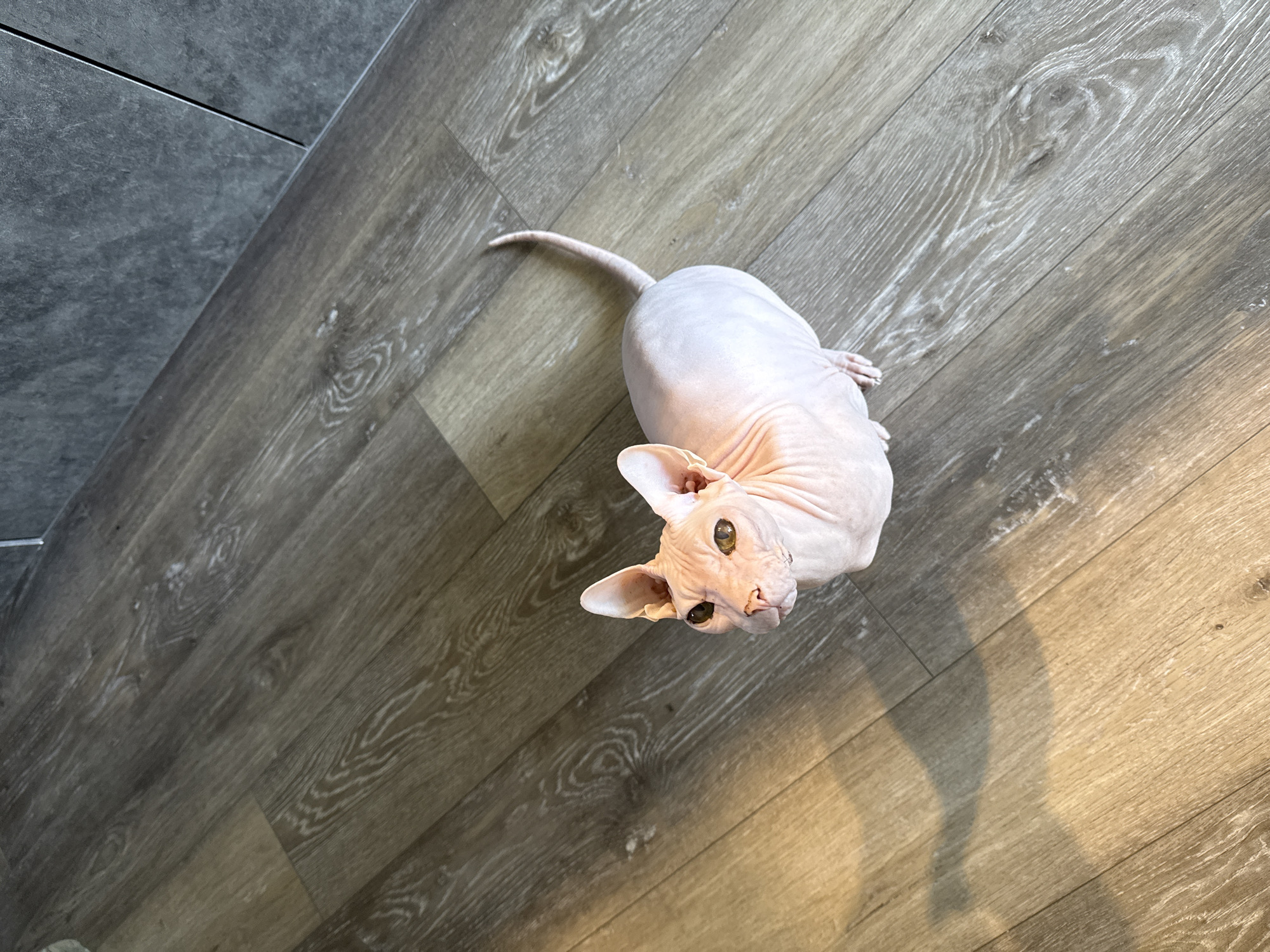The image shows a hairless cat, likely a Sphynx, standing on a wooden floor. The cat is pinkish-beige with large ears and yellowish eyes. It is looking upwards and to the left. A shadow of the cat is cast on the floor to its left. The floor is made of wooden planks with a wood grain pattern. In the background, there appears to be a dark gray tiled wall. The image is taken from a high angle, looking down at the cat. There is no indication of the city of Krasnoyarsk, Russia, or any specific location.