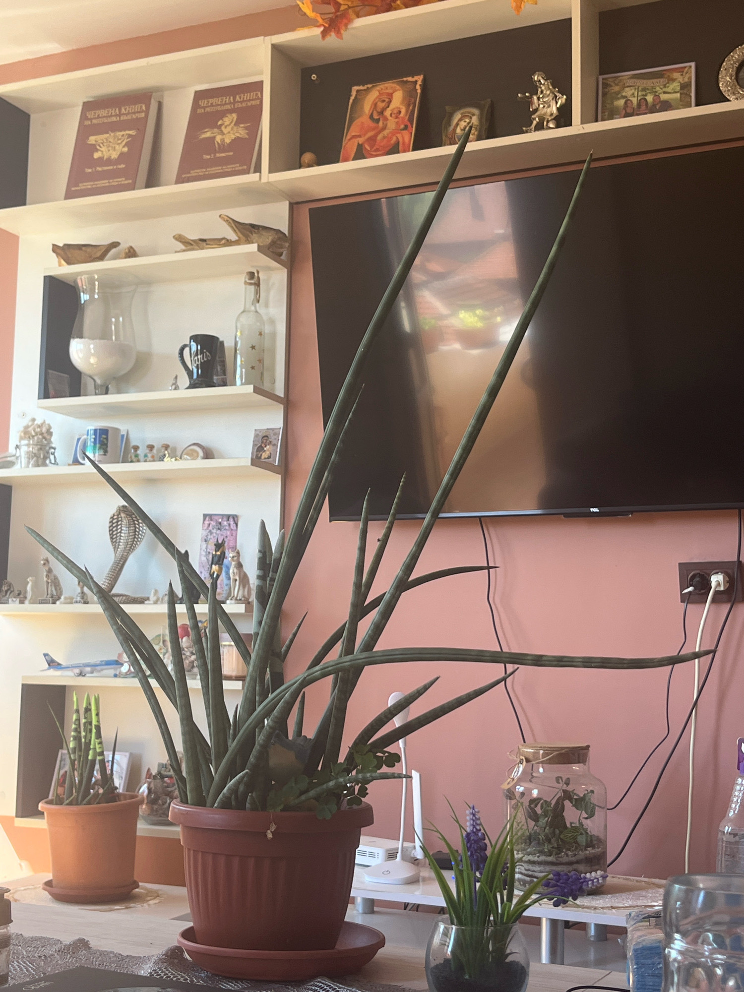 The image captures an indoor scene, likely a living room or study, with a strong focus on a large snake plant in a brown pot. Behind the plant, a television screen is visible, and above that, a white shelving unit displays various decorative items and books. These include what appear to be religious icons, framed photographs, a small silver figurine, and two books with Cyrillic text. The wall behind the shelves and television is a pale pink. To the right of the television, an electrical outlet with two plugs is mounted on the wall, with cords extending from it. On a surface in front of the shelves, another, smaller potted plant is visible, along with a glass jar containing a miniature terrarium and a small vase with purple flowers. The overall lighting suggests daytime, with natural light filtering into the room. There is no visible indication of the city of Montana, Bulgaria.