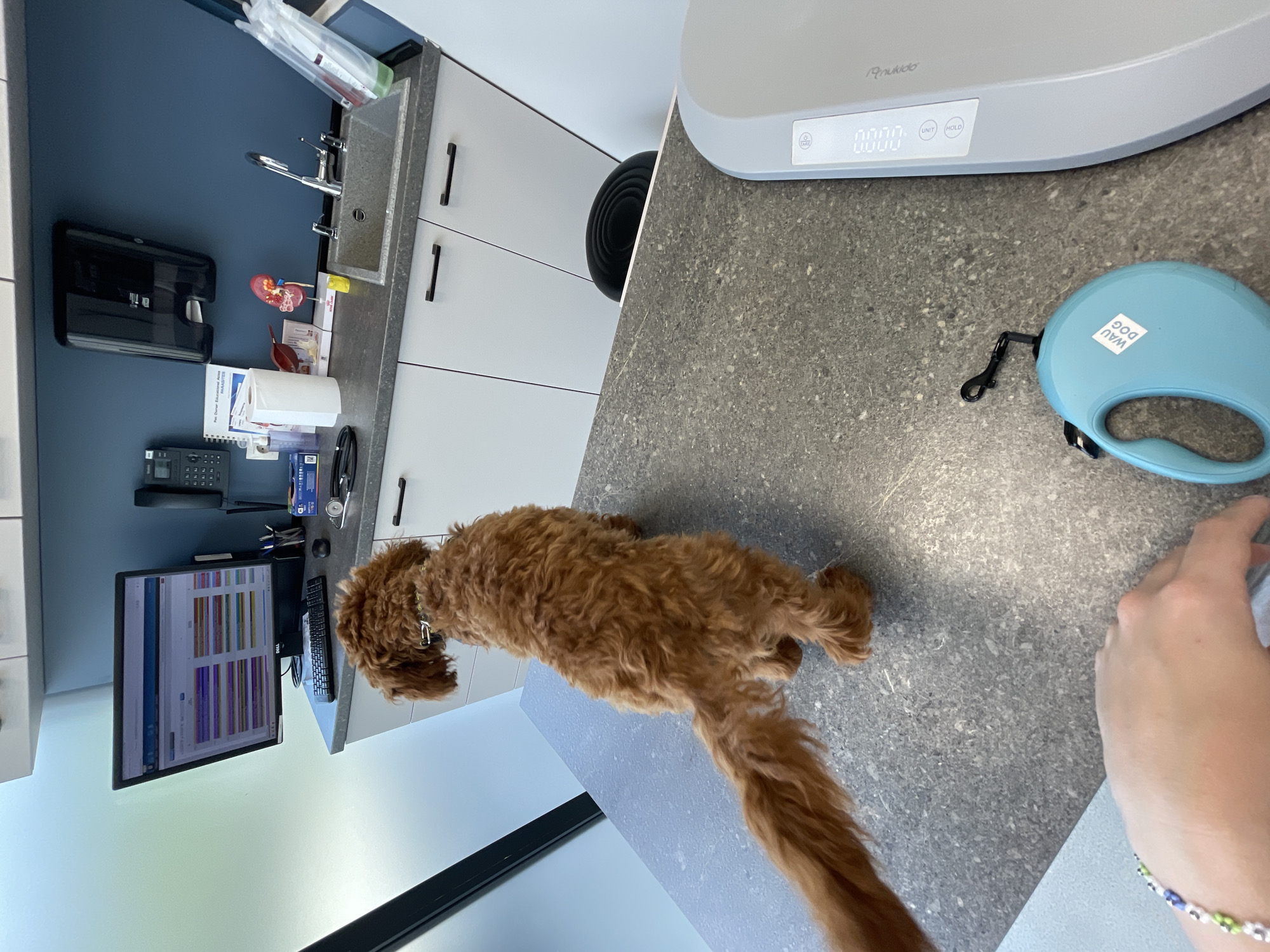 The image shows a brown poodle standing on a gray countertop in what appears to be a veterinarian's office. The dog has a collar and is facing towards a computer monitor and keyboard. On the counter, there's a digital scale, a blue retractable dog leash, and a person's hand wearing a beaded bracelet. In the background, there are cabinets, a sink with fixtures, and a telephone on the wall. The environment is brightly lit and appears clean. No specific details indicate the location is Sofia, Bulgaria.