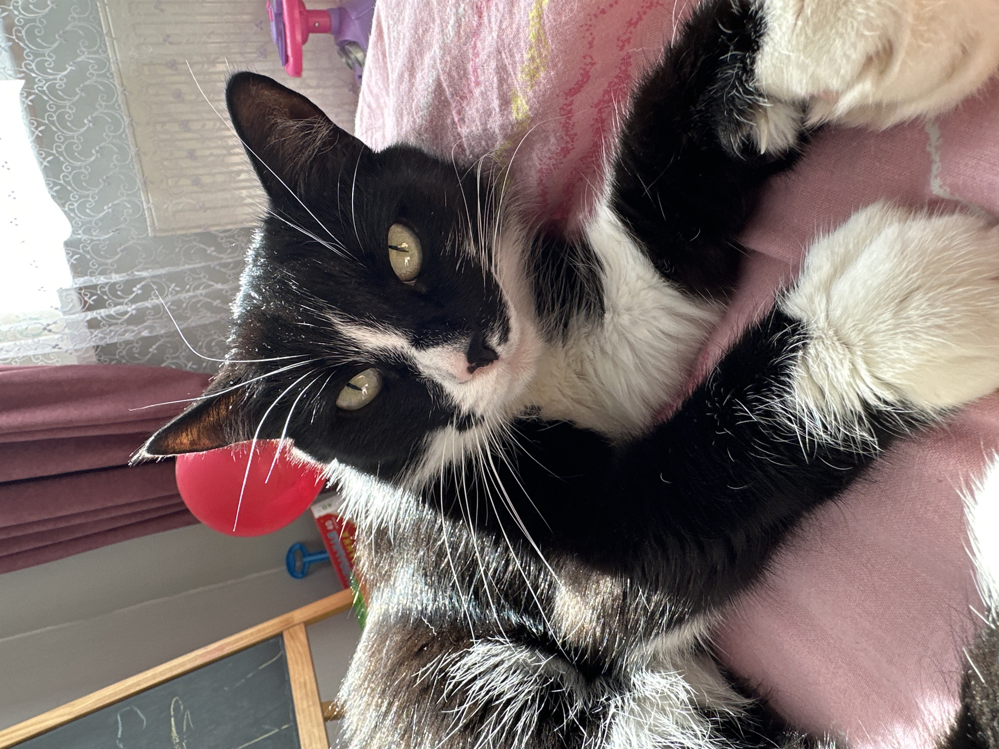 A black and white cat is lying on a pink surface. The cat has green eyes and long white whiskers. The background includes a window with curtains, a chalkboard, and some toys. The location is not identifiable as Yekaterinburg, Russia, based solely on the image.