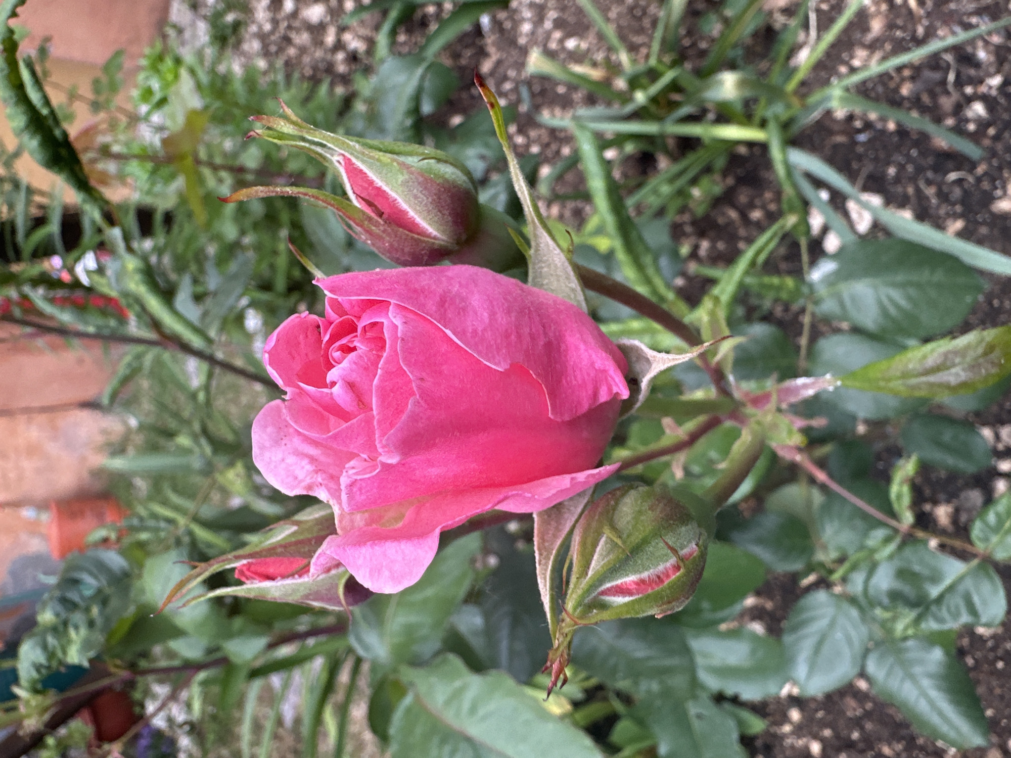 The image depicts a partially bloomed pink rose in a garden setting. There are also several rosebuds in various stages of development. The surrounding vegetation includes green leaves of the rose bush and other plants mixed in the soil. The ground is covered in soil and some small pebbles.
Given the mention of Sesto Campano, Italy, it can be inferred that this photograph was taken within a garden or natural setting in that location. Specific details such as the type of garden, buildings, or other identifiers are not present in the image.