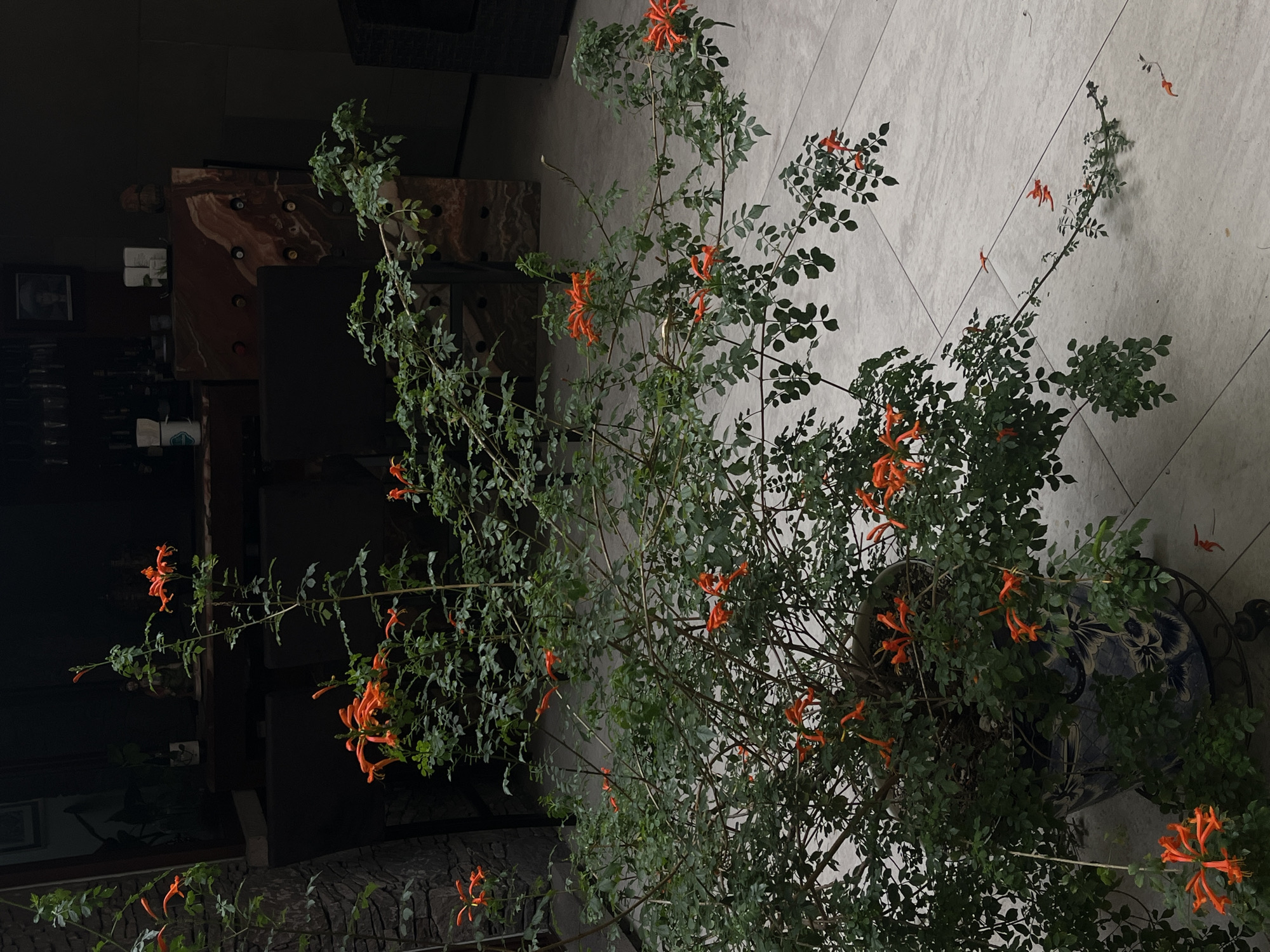 Here is a description of the image:
The image shows a large plant with orange flowers in a decorated pot. The plant is located indoors, next to a tiled floor. In the background, there are pieces of furniture and dimly lit interior.
There is no information provided that indicates the location is in the city of San Bernardino Tlaxcalancingo, Mexico.