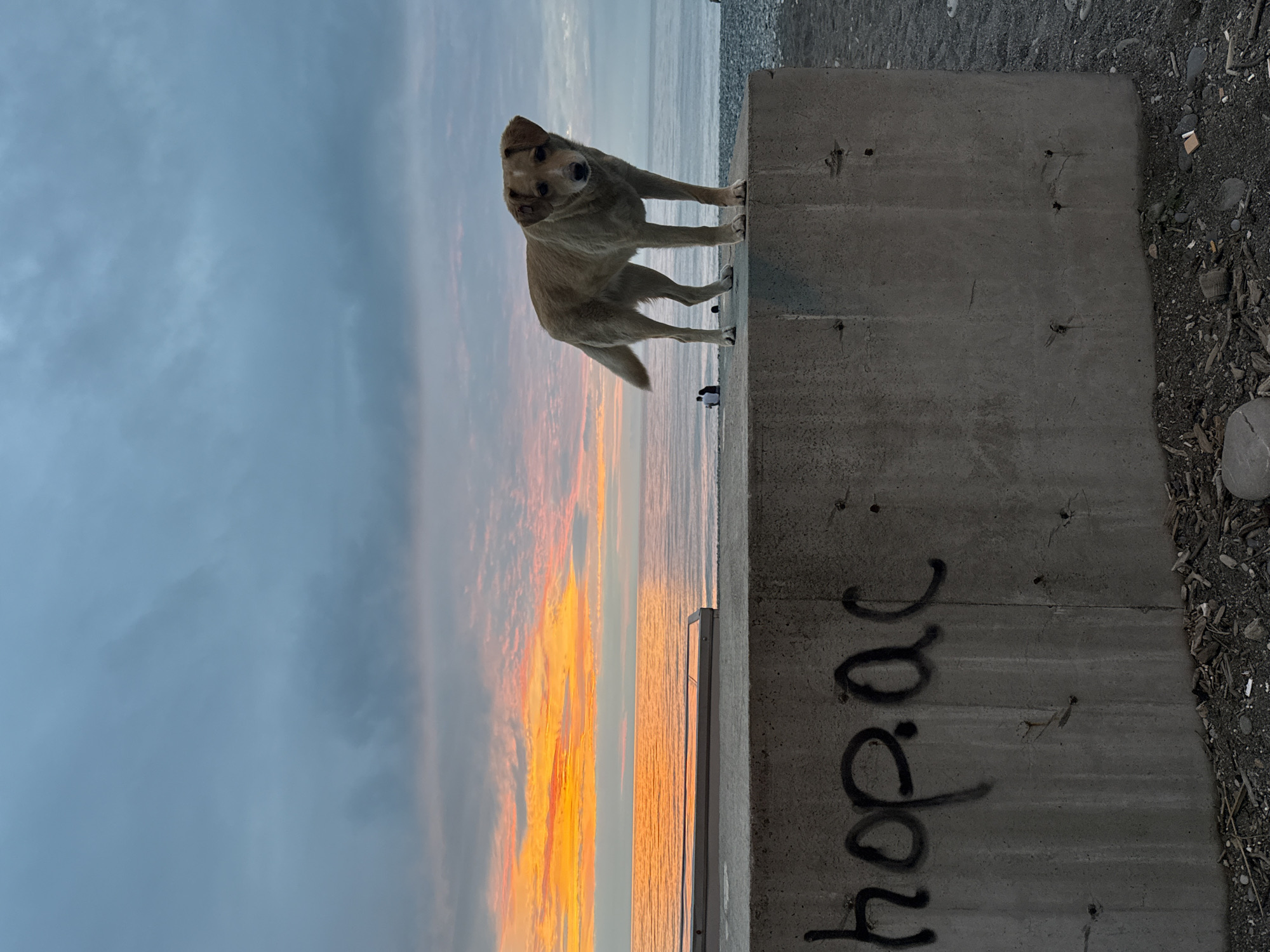 A medium shot depicts a light-colored dog standing on a concrete ledge, near a beach. The dog, positioned in the top center of the frame, looks toward the camera with its head cocked slightly. The ledge is gray, with graffiti writing on its side, adjacent to a beach with small pebbles and possible debris. Beyond the ledge is a body of water reflecting colors from the sky, which transitions from blue at the top to orange and yellow at the horizon. The photo seems to be taken at dusk or dawn. Two people in the background are visible.
This location is in Batumi, Georgia.