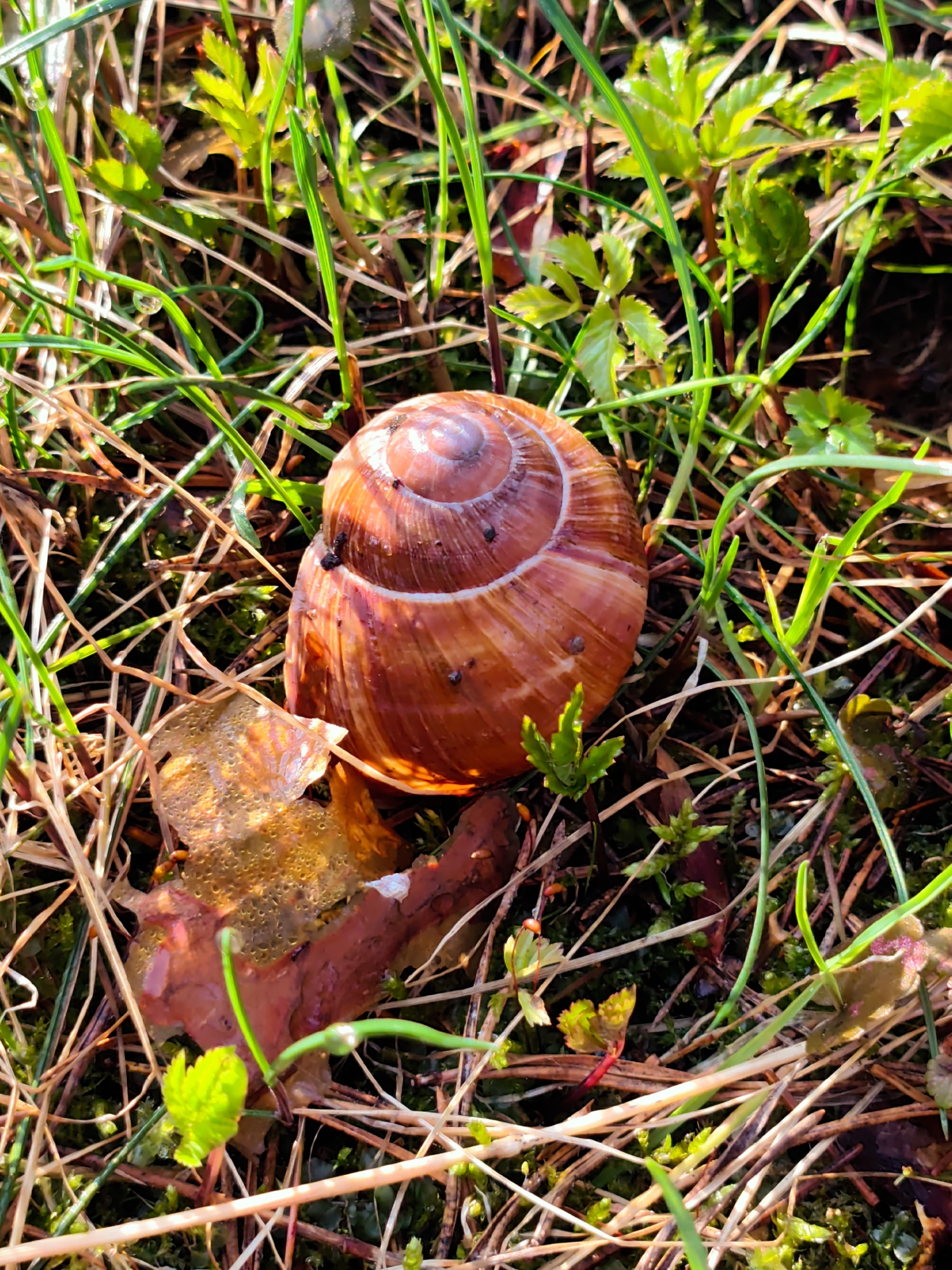 A close-up, high-angle shot captures a reddish-brown snail shell nestled amidst lush green grass, dry straw, and small leafy plants on what appears to be a forest or garden floor in Kratovo, Russia. The snail's shell is prominent in the lower center, showcasing its distinct spiral pattern and subtle stripes of lighter brown. Several small, dark spots are visible on its surface.
The surrounding vegetation is vibrant, with slender green grass blades catching the sunlight. Some blades bear glistening dew drops, indicating either an early morning setting or recent precipitation. Interspersed with the fresh green growth are patches of dry, light brown grass and straw, adding texture to the ground cover. Small, bright green plants with serrated leaves are scattered around, some partially obscured by the taller grass. Near the front of the snail, a thin, partially translucent and decaying leaf, possibly wet or covered in residue, lies on the ground.
The lighting is bright and natural, suggesting a sunny day, with strong highlights on the grass and snail shell, creating a sense of depth and emphasizing the natural textures. The background is a dense, organic mix of greens and browns, typical of a healthy natural environment. There is no visible text or human activity, focusing solely on the intricate details of this small natural scene.
