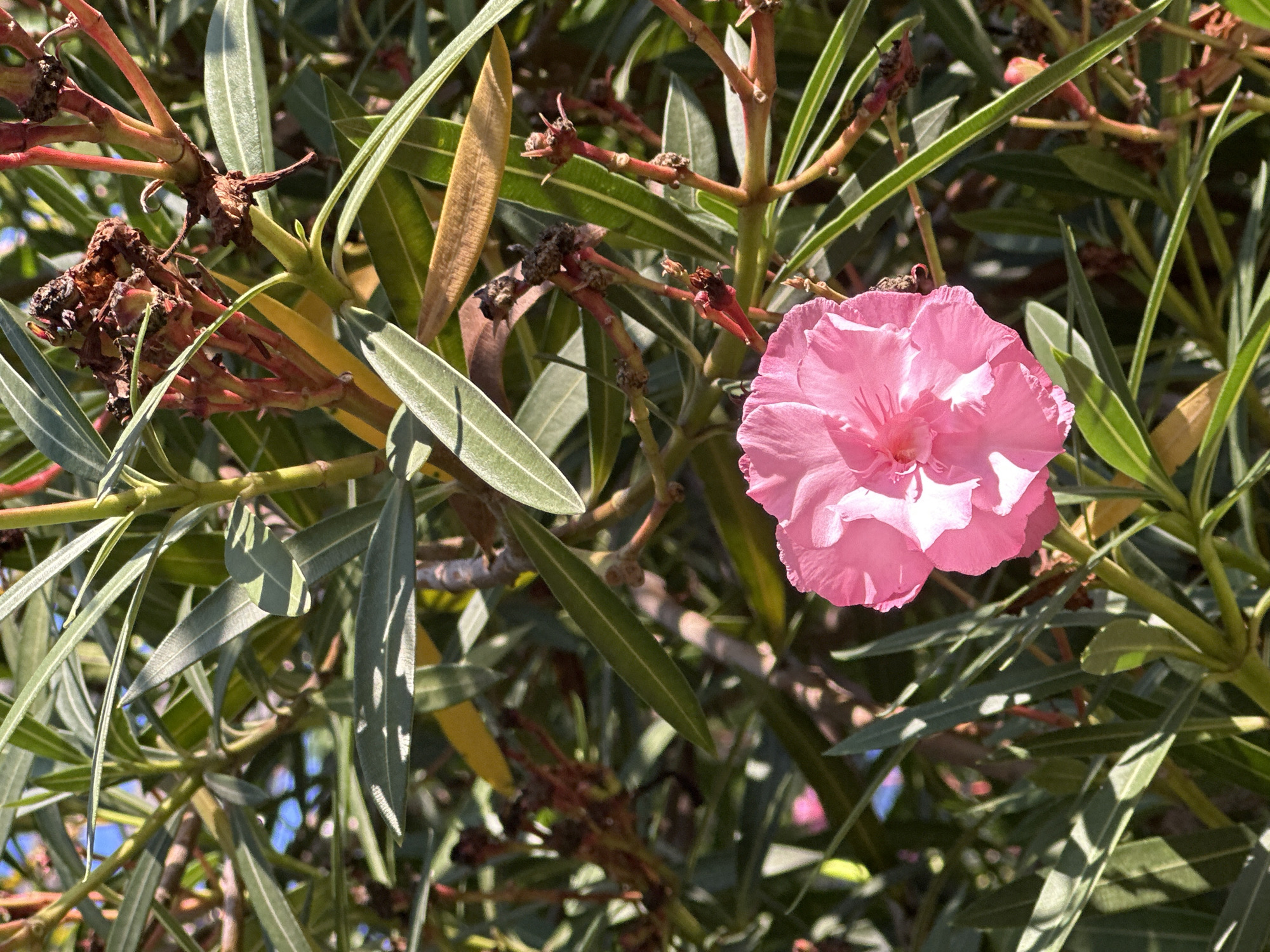 A close-up, vertical shot captures a vibrant pink oleander flower in full bloom, centered in the lower portion of the frame. The flower's delicate petals, tinged with white highlights from the sunlight, are partially obscured by lush green oleander leaves. These leaves are long and slender, with a slight sheen, and are arranged densely around the flower, creating a rich, verdant backdrop. Interspersed among the leaves are the brown, dried remnants of previous blooms and developing seed pods, hinting at the plant's life cycle. The sunlight casts dappled shadows across the foliage, adding depth and texture to the scene. The background is a blur of green and brown, with glimpses of blue sky peeking through in some areas, suggesting an outdoor setting bathed in natural light. The image's composition focuses on the intricate details of the flower and surrounding plant, creating an intimate portrait of nature. The specific location within the city of Sochi, Russia, is not discernible from the visual information provided in the image.