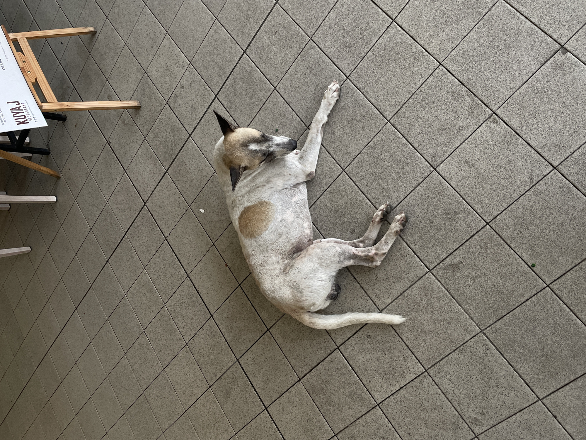 The image shows an overhead view of a light-colored dog lying on a gray tiled floor, appearing to be resting or scratching its ear with a hind leg. The dog is predominantly white with patches of light brown fur, notably on its back and head, and has distinctive pointed ears. Its front left leg is stretched out, while its rear right leg is raised.
The setting suggests an outdoor area, possibly a restaurant or cafe patio. To the left, parts of a wooden table frame and a white tabletop are visible. A white paper or menu is placed on the table, and a white chair leg is also discernible near the bottom left corner. The floor is covered with uniform gray square tiles arranged in a diagonal grid pattern. The lighting indicates it is daytime, creating a relaxed atmosphere.
Visible text on the menu prominently displays "KUYA J RESTAURANT." Below this, categories like "SOUP," "VEGETABLES," "DESSERTS," and "BEVERAGES" can be read, along with the phrase "AVAILABLE ONLY..." and small icons that likely represent social media or contact details.