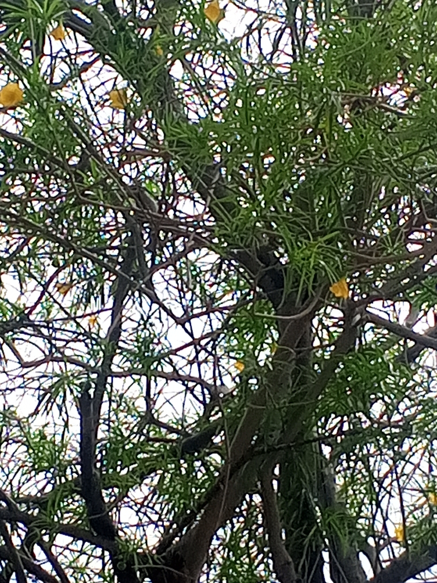 This is a low-angle, close-up, slightly out-of-focus photograph of a dense tree canopy. The dominant subjects are the tree's branches, which are dark and gnarled, and its bright green, needle-like leaves. Scattered amongst the foliage are a few small, bright yellow flowers, adding pops of color. The background is a bright, washed-out white, suggesting an overcast sky or a very bright day. The intricate network of branches creates a lacy, almost abstract pattern against the bright sky. The image is primarily composed of greens and browns from the tree, with the yellow flowers offering a distinct contrast. The photograph captures a natural scene, likely outdoors given the presence of a tree and sky. There are no people or man-made objects visible, and no text is present. The overall impression is one of dense foliage and natural beauty, with the limited visibility of the flowers suggesting they are small and perhaps not in full bloom. The image feels like a snapshot of a moment in time, focusing on the intricate details of the tree's structure and its limited floral display. The weather appears to be bright, but the overcast sky or bright light source diffuses the light, preventing harsh shadows. The location context of Altagracia, Venezuela, suggests a potentially tropical or subtropical environment where such a tree and flowering pattern might be found.