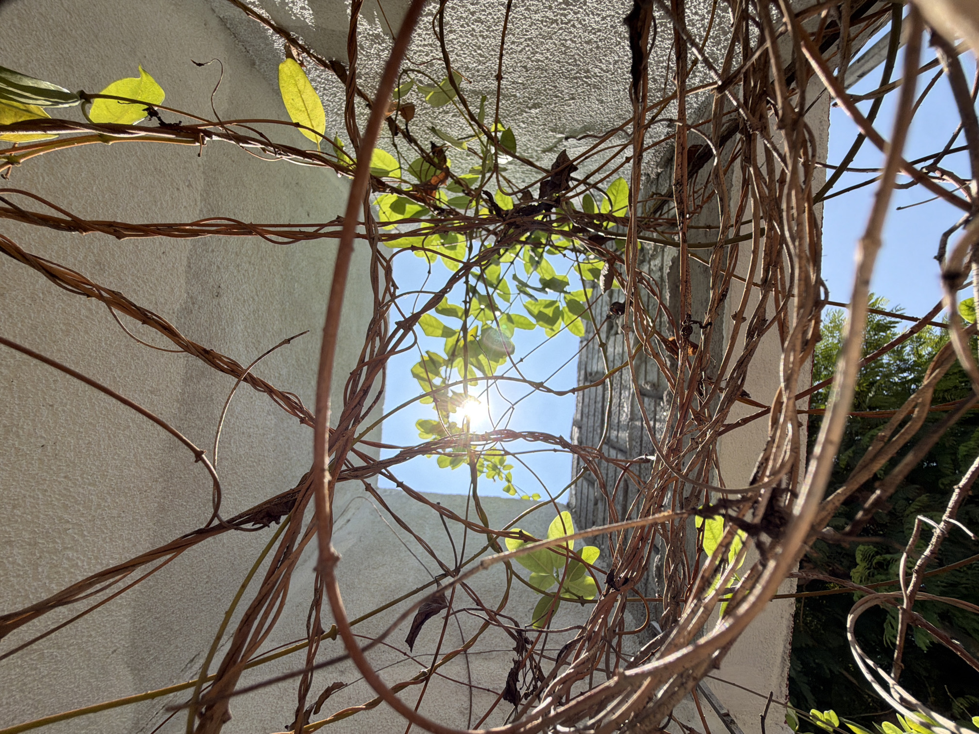 The image shows a low-angle view looking up through a dense network of vines, possibly ivy or a similar climbing plant. Some of the vines are dry and brown, while others have green leaves. The vines are positioned against a light-colored wall, likely made of concrete or plaster. Through the gaps in the vines, a patch of blue sky can be seen, with the sun partially visible. The scene appears to be taken outdoors during the day. Đà Nẵng is not visually identifiable in the image.