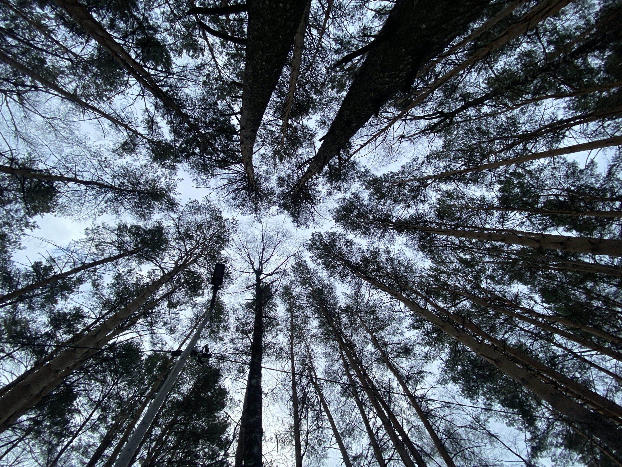The image presents a striking worm's-eye view looking directly upwards into a dense forest canopy in Chaikovsky, Russia. Tall, imposing trees, primarily conifers with dark, needle-laden branches, dominate the frame, their trunks rising vertically and seemingly converging towards the center of the overcast sky. The deep green of their foliage creates intricate patterns against the diffused light. Interspersed among the evergreen trees are the delicate, bare branches of deciduous trees, hinting at a cooler season like late autumn or winter.
The sky is a uniform, pale grey-blue, indicating an overcast day with soft, ambient lighting. On the left side of the image, a prominent man-made object, a dark lamppost or street light, stands tall amidst the natural surroundings. Its presence suggests that this wooded area is either a managed park, a forest edge, or a treed street with human infrastructure. No specific activity or individuals are depicted; the scene is static and devoid of movement. There is no visible text. The perspective evokes a sense of being enveloped by nature's height and tranquility, with a subtle touch of human presence.