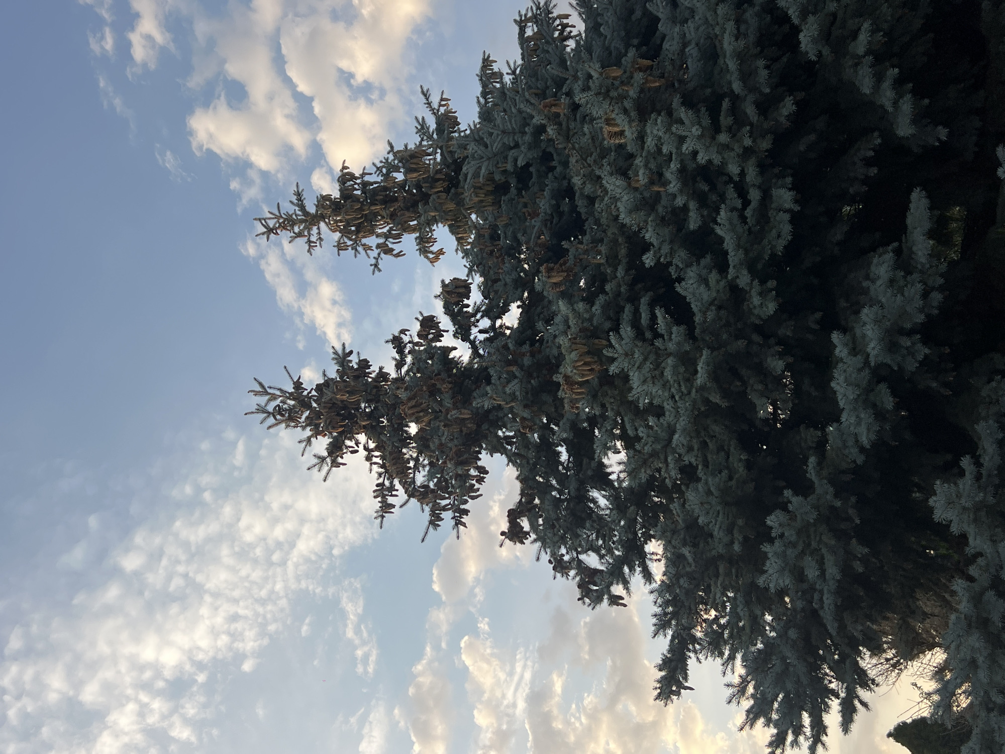 The image shows two evergreen trees, likely spruce or fir, against a sky with scattered clouds. The trees are dense with blue-green needles and have numerous small, elongated cones hanging from their branches. The sky is a pale blue, with fluffy white clouds that are tinged with yellow and orange, suggesting either sunrise or sunset. The lower part of the image shows the dark foliage of the trees and some other vegetation, mostly out of focus. There are no people or any man-made structures visible in the frame. The image appears to be taken outdoors, possibly in a park or a residential area with mature trees. No specific location in Fontanka, Ukraine can be determined from the image itself.