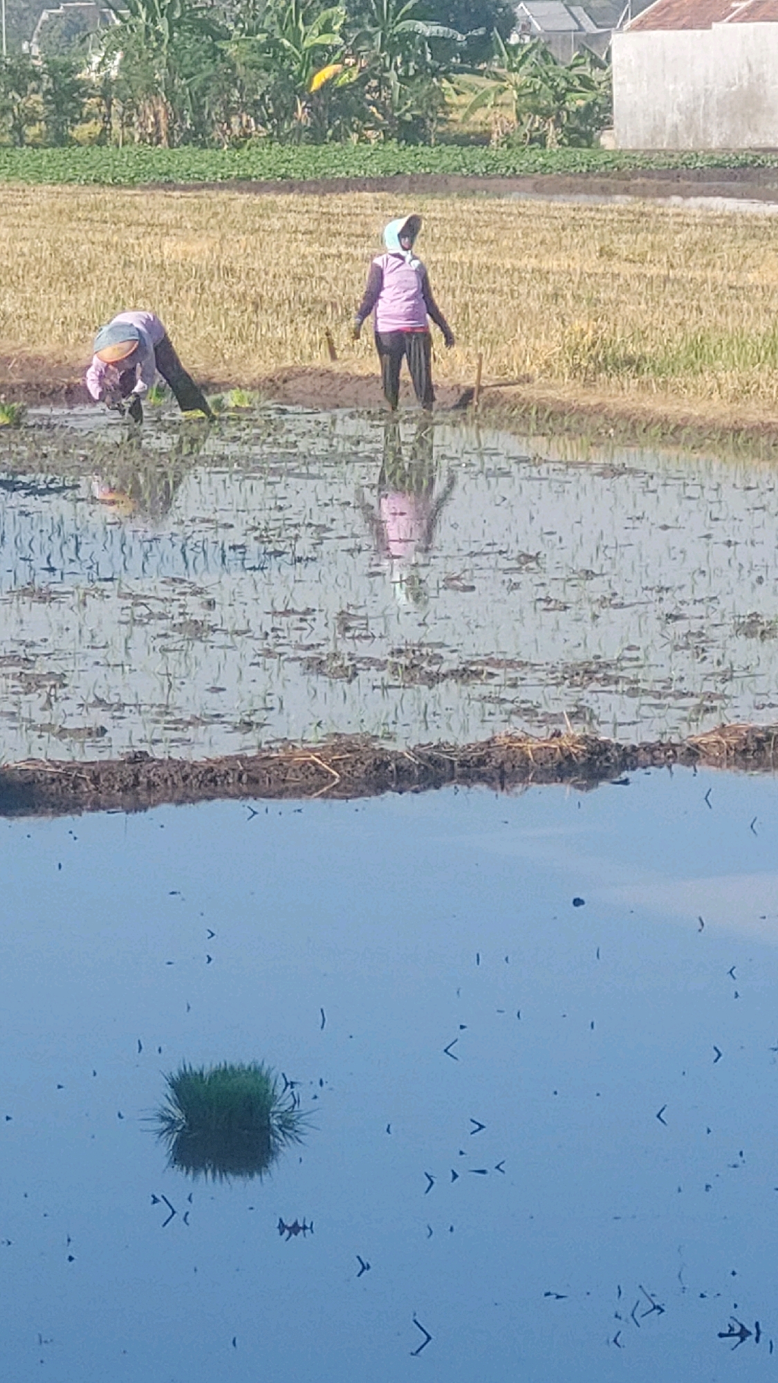 In Babadan, Indonesia, a bright, sunny day illuminates a rice paddy where two individuals are engaged in agricultural work. The foreground of the image is dominated by a shallow body of water reflecting the sky and surrounding vegetation. In the mid-ground, a person wearing a pink shirt and head covering is standing in the water, facing away from the camera, appearing to be in the process of planting rice. To the left, another individual, also in agricultural attire with a hat, is bent over, actively planting rice seedlings in the muddy field. The background shows a harvested rice field with dry stalks, and beyond that, lush green vegetation and buildings, suggesting a rural residential area. The water in the paddy is clear enough to show the submerged soil and recently planted seedlings, with faint reflections of the figures and the sky.