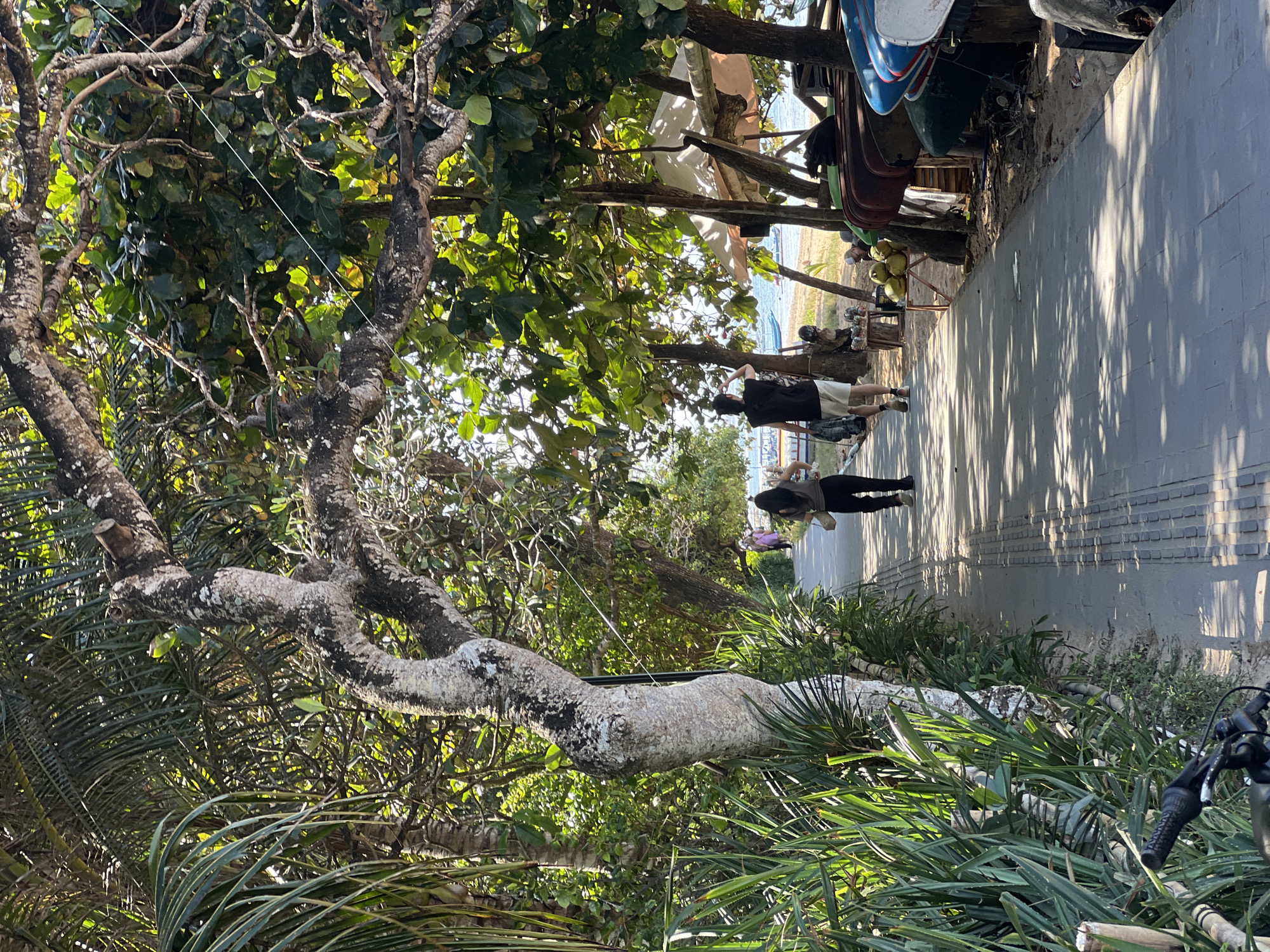The image depicts a pathway lined with lush green foliage and trees, with a hint of the ocean in the background. Several people are visible walking along the paved path, enjoying a leisurely stroll. The sun is casting dappled shadows on the ground, suggesting it is a bright, sunny day.
In the foreground, a large, gnarled tree trunk dominates the left side of the frame, its branches reaching out towards the pathway. The vegetation is dense, with a mix of broad leaves and spiky fronds.
Along the right side of the pathway, there are several objects that appear to be a collection of surfboards or canoes, suggesting a beachside or water sports location. A cart filled with coconuts is also visible, likely for sale to passersby.
The overall atmosphere of the image is serene and relaxed, conveying a sense of tropical vacation or a pleasant day outdoors. The lighting suggests it could be late morning or early afternoon. The location is identified as Denpasar, Indonesia, which is known for its beautiful beaches and vibrant culture. No visible text is present in the image.