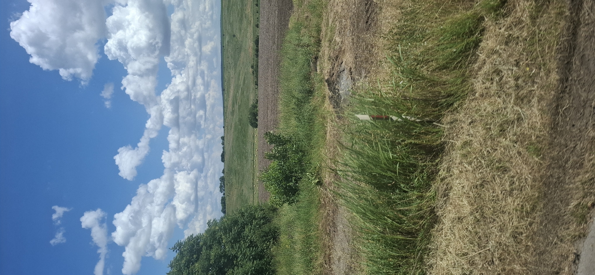 The image captures a rural landscape in the vicinity of Maslarevo, Bulgaria, on a bright, partly cloudy day. In the foreground, tall green grass and dry, straw-like vegetation line a dirt path. A red and white striped marker post is partially visible amidst the grass. Beyond this, a plowed field with dark brown soil stretches into the midground, with a few scattered hay bales visible. Gently rolling green hills form the backdrop, dotted with trees and smaller shrubs. A large, dense green tree is prominent on the left side of the image, bordering the grassy area. The sky above is a vibrant blue, filled with numerous fluffy white cumulus clouds. The overall scene depicts a tranquil agricultural or pastoral setting.