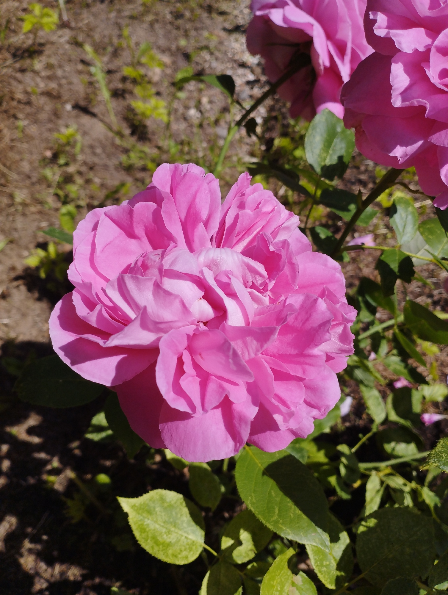 A close-up, eye-level shot features a vibrant pink rose in full bloom, dominating the foreground. Its petals are tightly packed and ruffled, creating a soft, layered texture. The rose is illuminated by bright sunlight, casting subtle shadows within its folds. To the right and slightly behind, another pink rose is partially visible, also in bloom. Green leaves with visible veins surround the roses, some catching the sunlight. The background consists of dry, brown soil interspersed with small, green plants, suggesting an outdoor garden setting. The overall impression is one of natural beauty, with the rose being the primary focus against a somewhat parched ground.