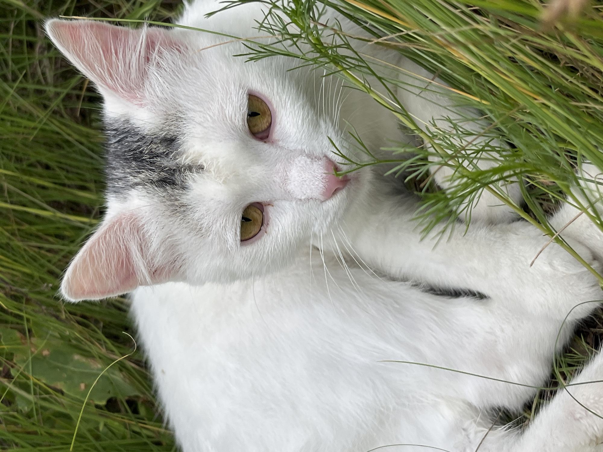 A white cat with yellow eyes and a grey patch on its head lies in tall green grass. The cat is looking forward and to the right. The grass is dense and surrounds the cat, with some blades of grass in the foreground partially obscuring the cat's face and body. The background is blurred green grass and foliage. There are no people or other animals visible in the image.