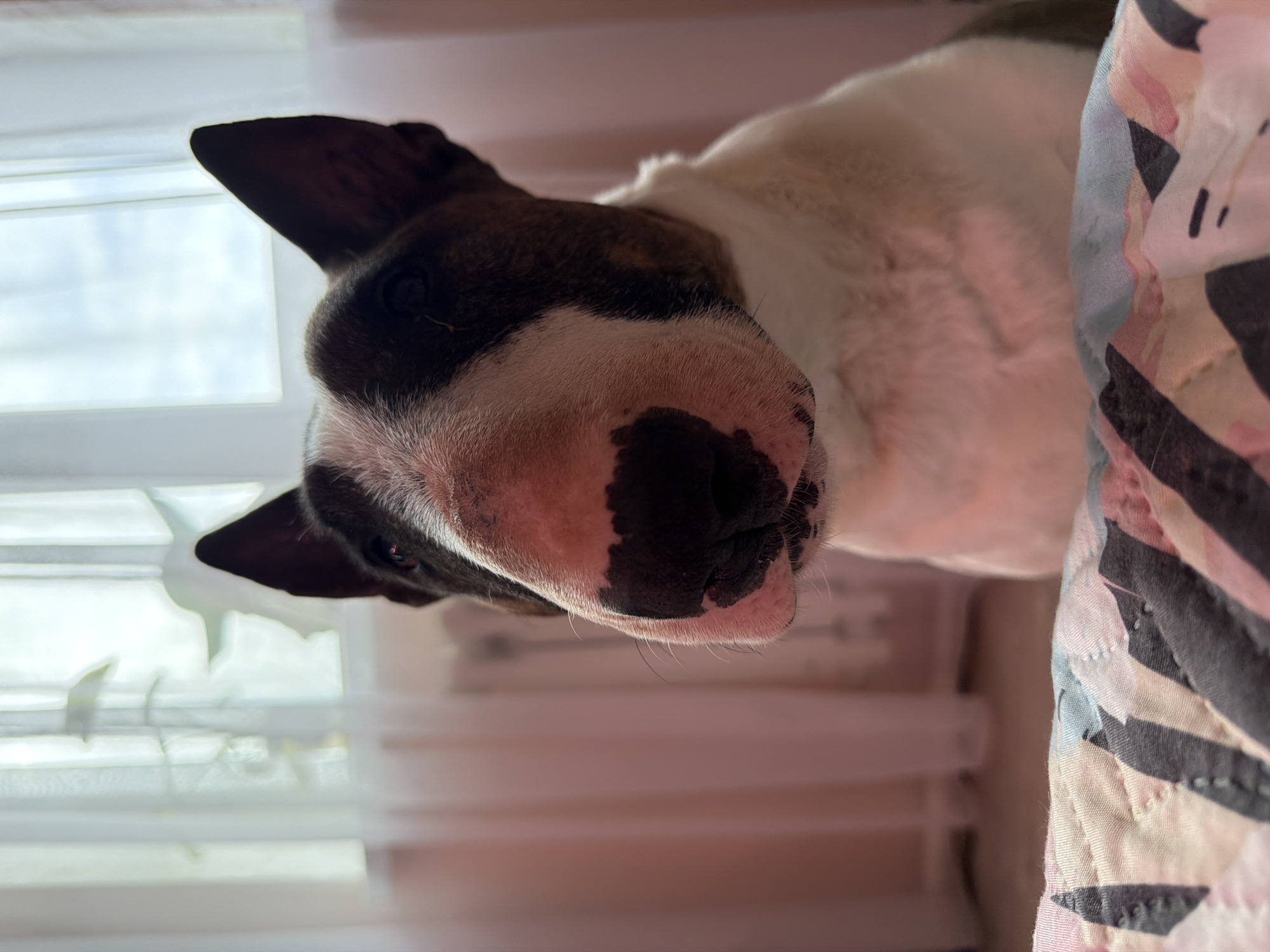 The image displays a close-up, rotated view of a Bull Terrier dog's head. The dog's face, featuring prominent black, brown, and white fur markings, is the central subject. A large black patch covers its snout, and dark fur extends around one visible eye and ear, which is pointed upwards. The dog's white chest fur is also visible on the right side of its body.
The setting appears to be indoors during the daytime, indicated by the soft, diffused light coming from a window in the background on the left side of the frame. The window features white blinds or sheer curtains, behind which a cloudy sky might be discerned. To the right of the dog, a colorful patterned fabric, resembling a blanket or quilt with geometric designs in shades of pink, blue, black, and white, is partially visible. The dog appears to be resting or peering from a comfortable spot, possibly a bed or couch, looking directly towards the camera with a curious yet calm expression. The overall impression is that of a pet in a domestic environment. There is no visible text within the image. The image is rotated significantly clockwise from a standard upright perspective.