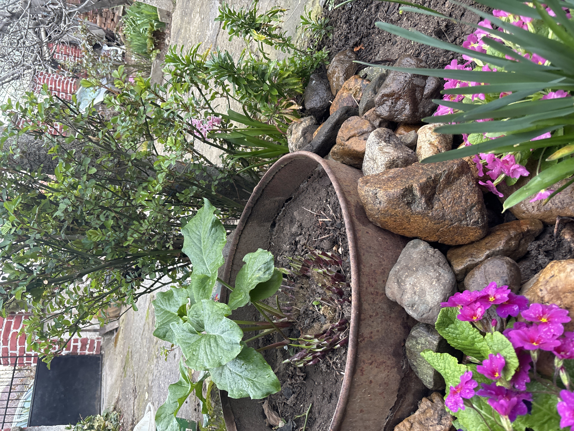 This image depicts a residential garden scene in Dobrovnitsa, Bulgaria, observed from a low perspective, focusing on the immediate foreground. The environment is outdoors, with evidence of recent precipitation as water droplets are visible on foliage.
In the immediate foreground, a cluster of vibrant fuchsia-pink primrose flowers with green leaves is positioned on the left, partially obscured by thin, upright green blades of foliage on the right. Below these flowers and extending across the bottom center, a collection of smooth, wet, mostly brown and grey river stones or landscaping rocks are arranged on dark soil.
Dominating the mid-ground left is a large, weathered, rusty metal container, appearing to be a cut-off barrel or drum, filled with dark, damp soil. Within this container, a plant with several broad, heart-shaped, green leaves, also covered in water droplets, is central. Surrounding its base, numerous emerging shoots, characterized by their deep purple tips and compact, scale-like structures, are visible.
Behind the metal container and rocks, a dense, leafy green bush with multiple thin branches stands prominently. To its right and slightly behind, a smaller cluster of light pink hyacinth-like flowers with long green leaves is present. Further to the right, more varied green foliage and small plants are scattered on dark soil. A light grey concrete path or walkway curves through the mid-ground, receding towards the background.
The background reveals elements of a residential property. On the left, a section of a red brick building or wall, partially whitewashed, features a dark, possibly metal, gate or door at the base of a concrete incline. On the right, another section of red brick wall is visible behind sparse tree branches, which appear bare. No individuals are present in the scene. The overall lighting suggests an overcast sky.