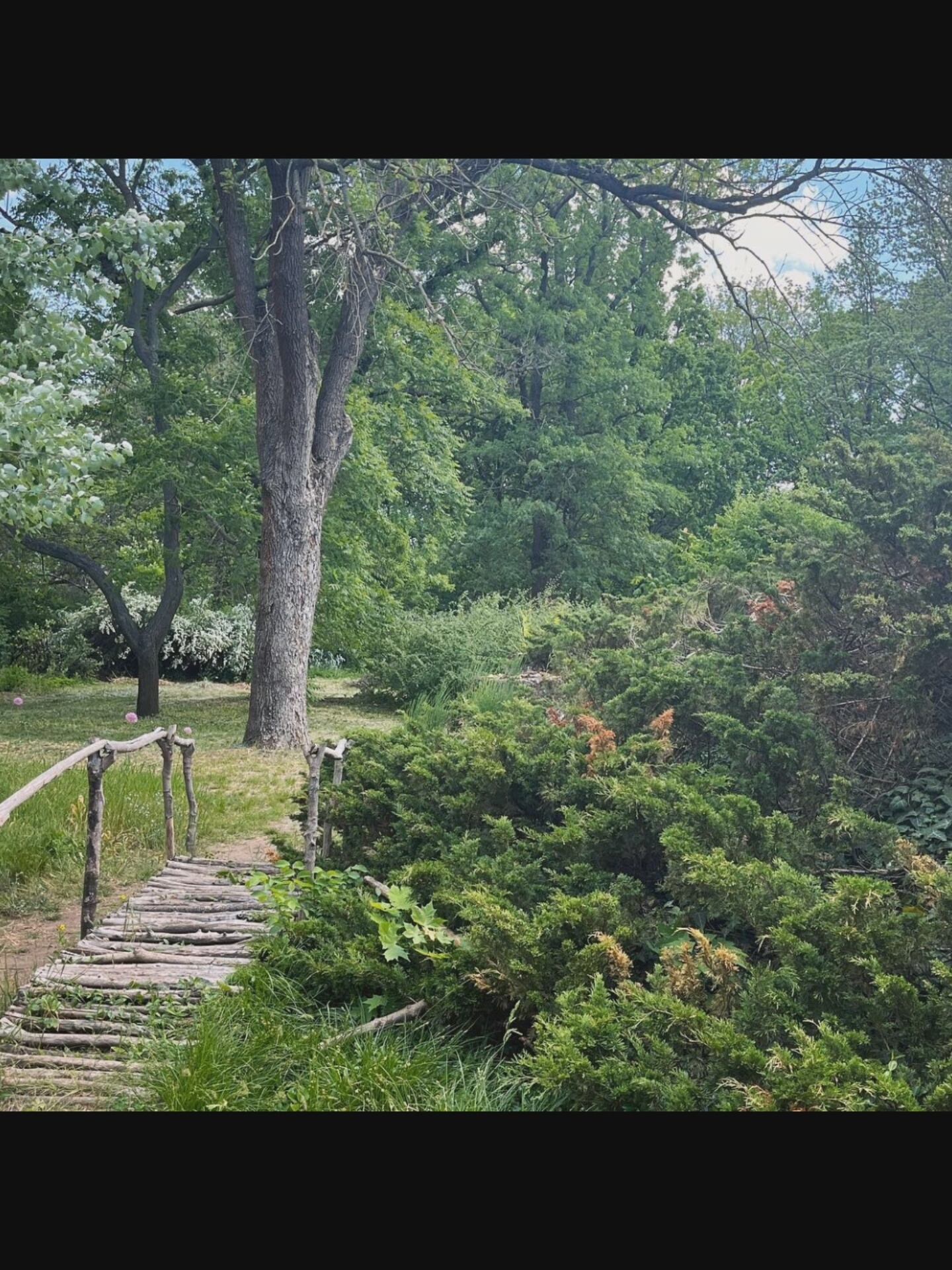 The image depicts a rustic wooden bridge crossing over lush green vegetation in a naturalistic park setting. The bridge, constructed from rough-hewn logs, spans from the lower left foreground towards the mid-ground. The surrounding environment is dense with trees and shrubs, creating a sense of natural beauty. In the background, the sky is visible with scattered clouds, suggesting daytime. There are no people visible in the image, and no specific objects or actions are evident beyond the static elements of the landscape. The scene appears to be in Saint-Août, France, implying a park or garden within that locale.