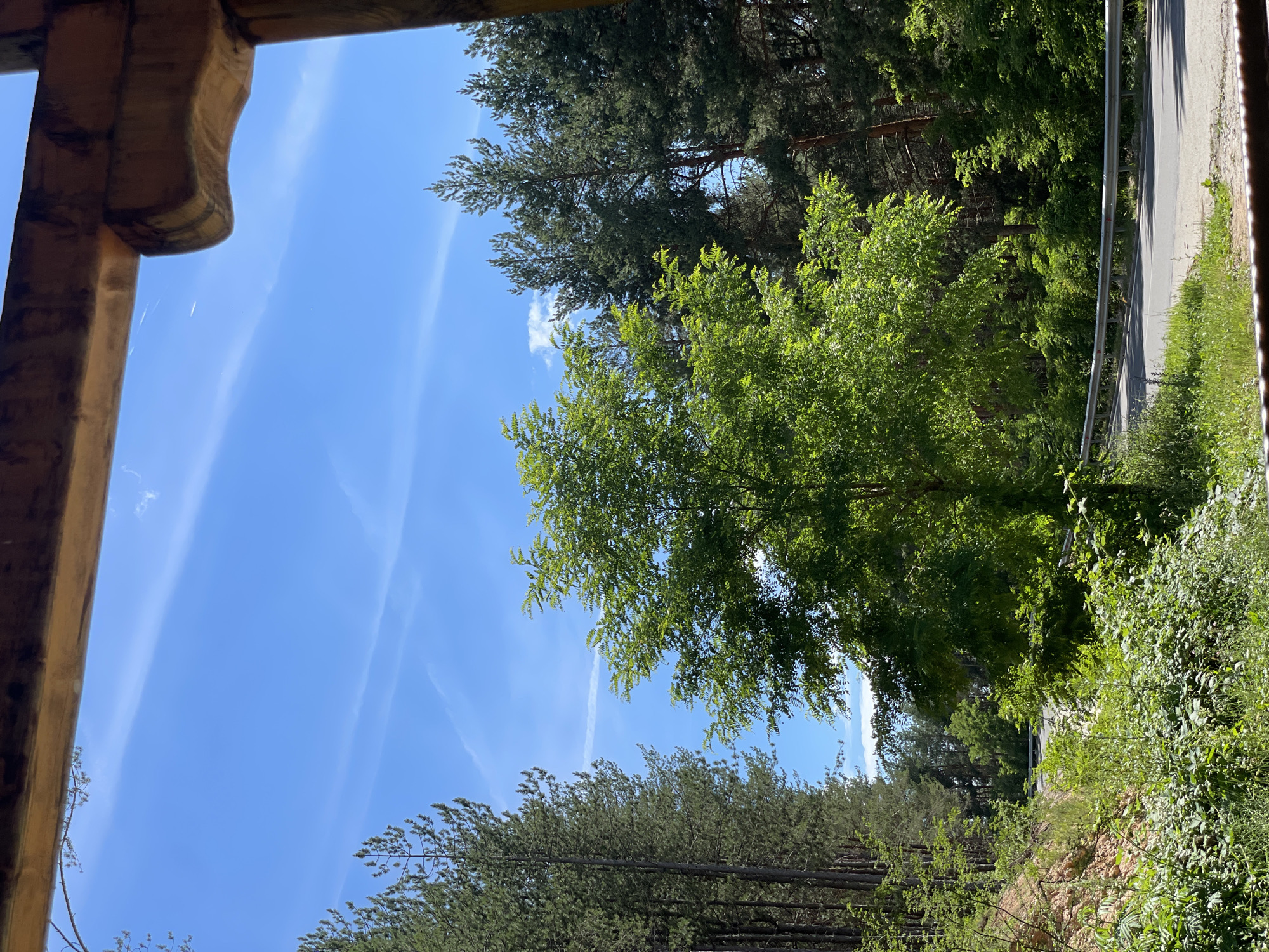The image shows a road in a forested area in Bogolin, Bulgaria. The road curves to the right, bordered by a metal guardrail on the left. Lush green vegetation, including trees and bushes, surrounds the road. In the background, tall pine trees dominate the landscape, interspersed with deciduous trees. The sky is a clear blue with thin white clouds. A wooden structure is visible in the foreground, partially obscuring the view. There are no people or animals in the image.