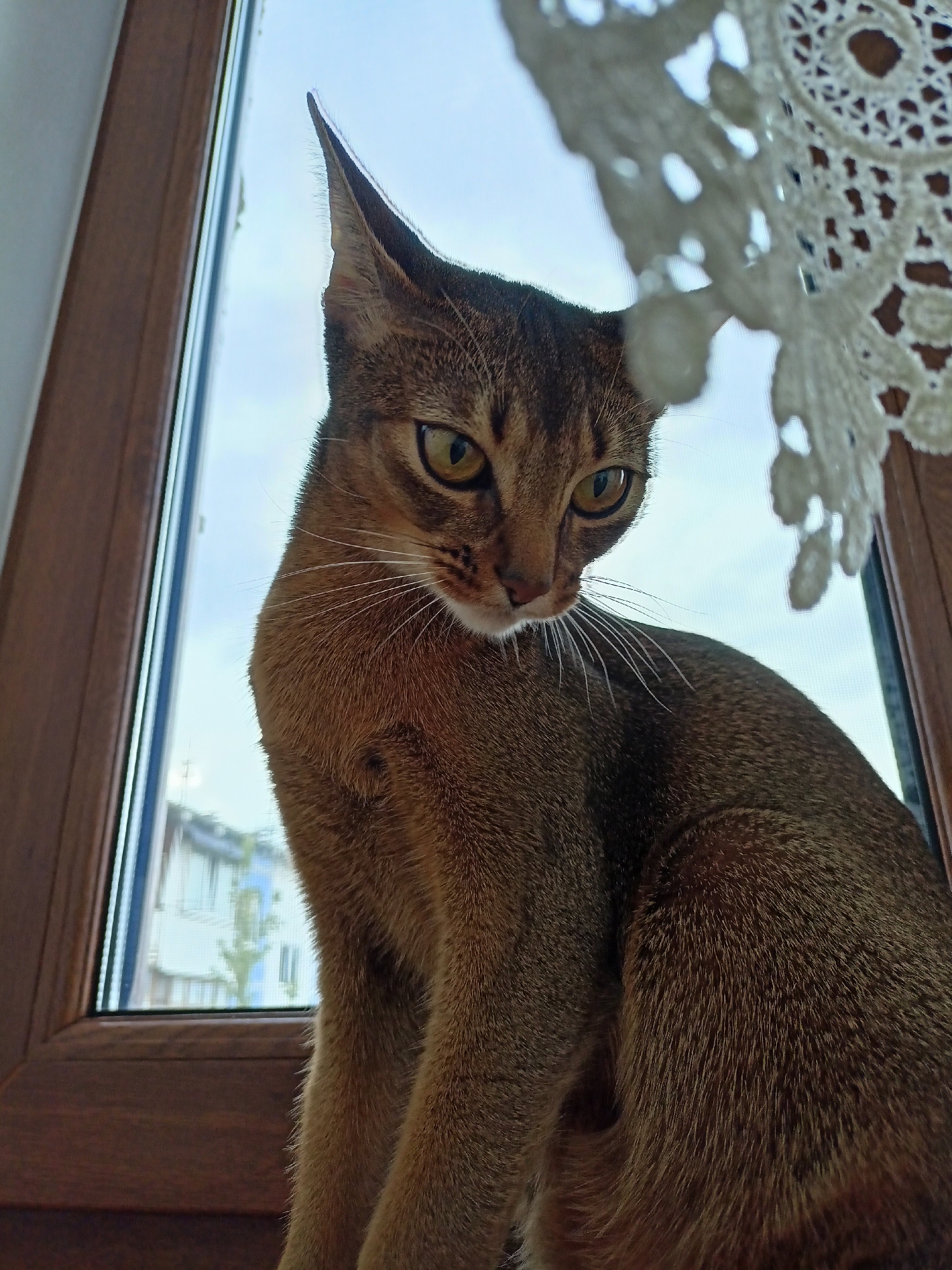 A young Abyssinian cat with green eyes and tawny fur sits on a wooden windowsill, looking down and to the right. The cat's ears are pointed, and its whiskers are prominent. Behind the cat, a window reveals a hazy sky and a blurred view of buildings, suggesting an urban environment. A piece of white lace curtain hangs in the upper right corner of the image, partially obscuring the view. The lighting is soft, and the overall impression is one of a domestic scene. This image was taken in Volgodonsk, Russia.