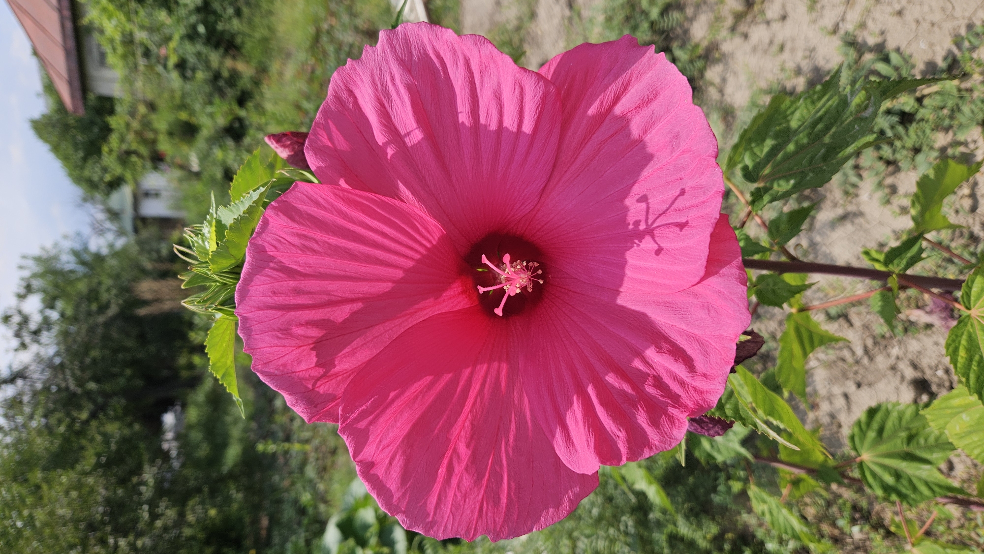 A large, vibrant pink hibiscus flower dominates the foreground of the image. Its petals are wide and textured, with subtle striations running from the center outwards. At the heart of the flower, a stamen structure, tipped with small, lighter pink pollen, is visible. The flower is supported by a thick, reddish-brown stem and several green leaves with serrated edges are scattered around it.
The background is a blur of green foliage and trees, with hints of buildings and a red-tiled roof suggesting a residential area. The ground beneath the flower appears to be a mix of dry soil and sparse vegetation. The lighting suggests a bright, sunny day. The scene is likely located in the village of Parushino, Kazakhstan, given the architectural style and the natural environment. There are no people or animals visible in the image.