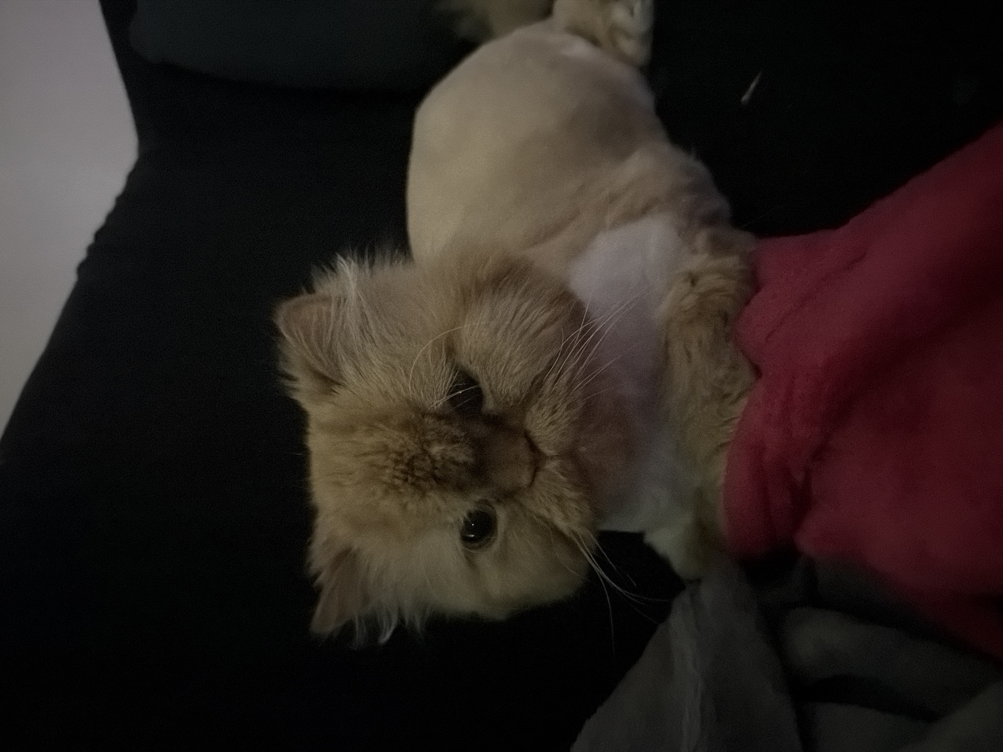 A light-orange cat lies on a dark-colored surface, possibly a couch or bed. The cat has been partially shaved, with short fur on its back and head, and longer fur around its face and neck. A piece of pink fabric rests near the cat, and a gray cloth is draped beneath it. The scene's location is not identifiable from the image and therefore the location of Sofia, Bulgaria cannot be confirmed.