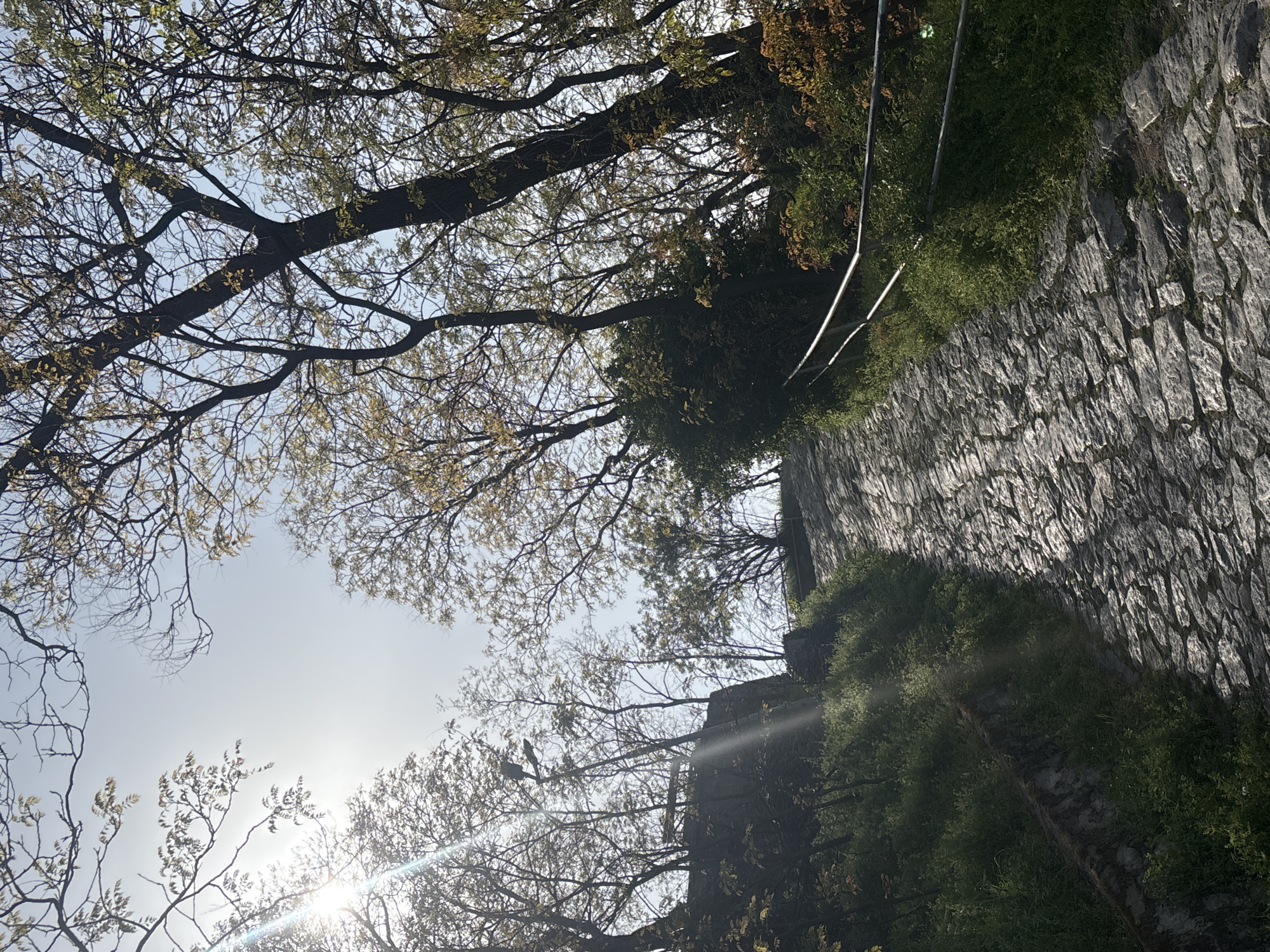 The image shows a low-angle view of a stone wall with greenery growing on top, with tree branches and leaves obscuring the sky. A sun flare is visible in the lower left corner. Two metal supports protrude from the wall near the top of the image. This scene is likely located on Nebet Tepe in Plovdiv, Bulgaria, as this hill features ancient stone walls with vegetation and trees. There are no people visible in the image.