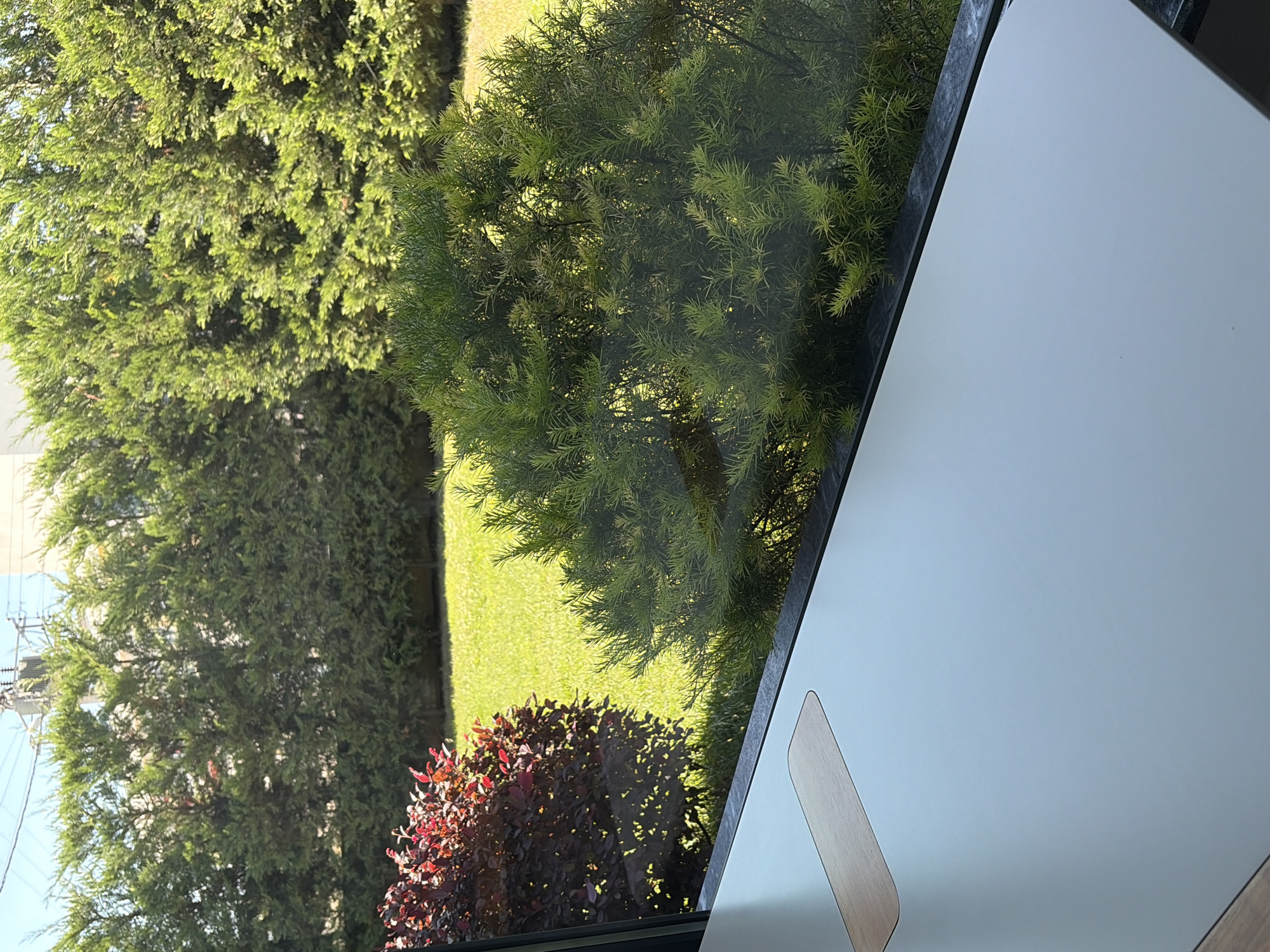 The image captures a view of a verdant backyard through a window, with a portion of a desk in the foreground. The backyard features a meticulously manicured green lawn, bordered by a row of tall, dense green cypress trees along the back. To the left of the lawn, a shrub with deep red foliage adds a contrasting color. In the middle ground, a fluffy, light green bush with fine, needle-like leaves is prominent. The scene appears to be set on a sunny day, with dappled sunlight filtering through the trees. In the foreground, a light-colored desk surface is visible, with a wooden inlay towards the left side, possibly an electrical outlet or decorative element. The overall impression is one of a peaceful, well-maintained outdoor space, likely part of a residential property. The location is identified as Sakarya, Turkey.