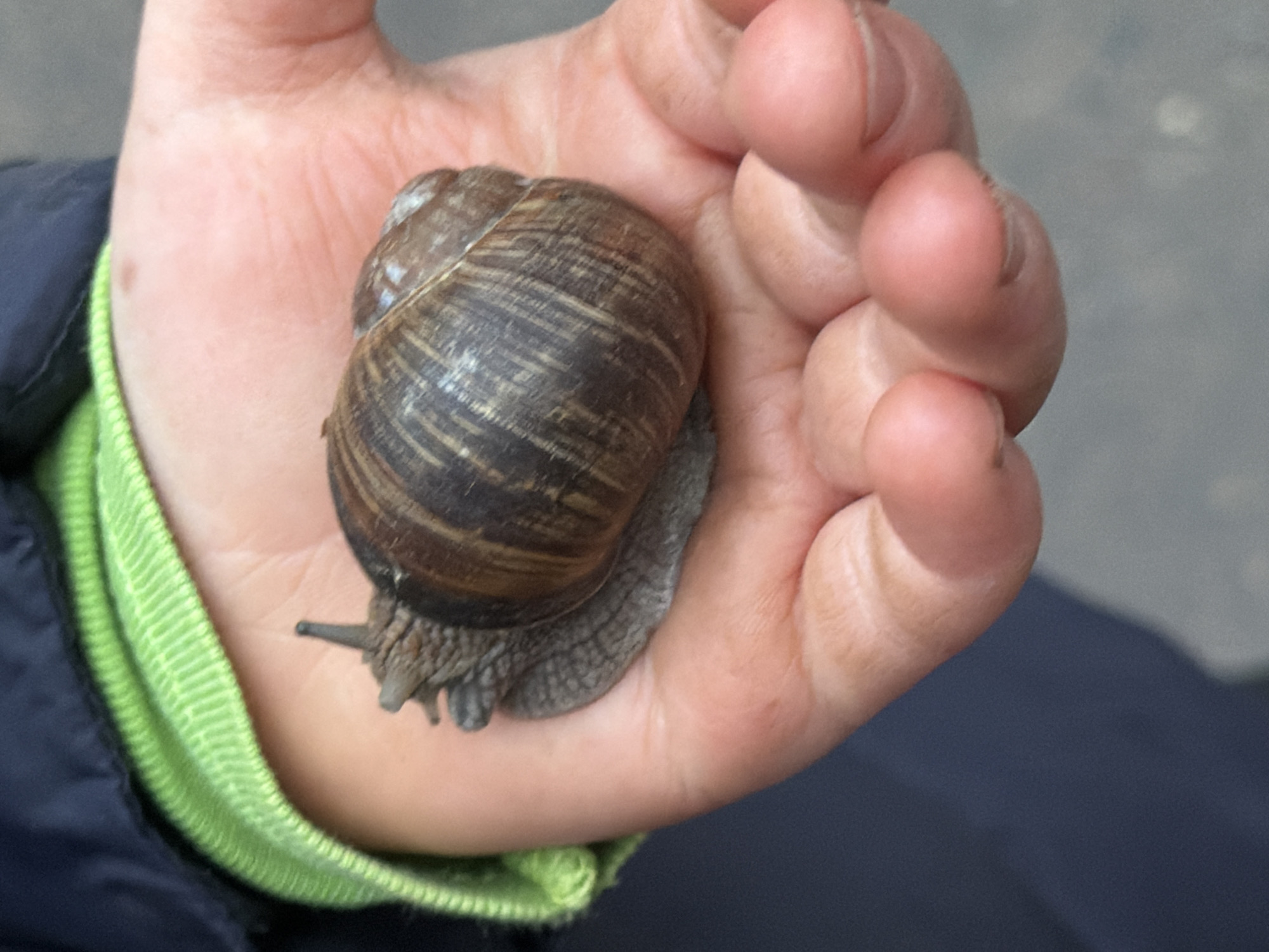 A hand holds a brown garden snail. The snail is centered in the palm, with its head and tentacles visible. The skin on the hand is light-colored and wrinkled. The background consists of a blurred blue fabric or garment and a lime green garment. I cannot verify the location in Chaikovsky, Russia.